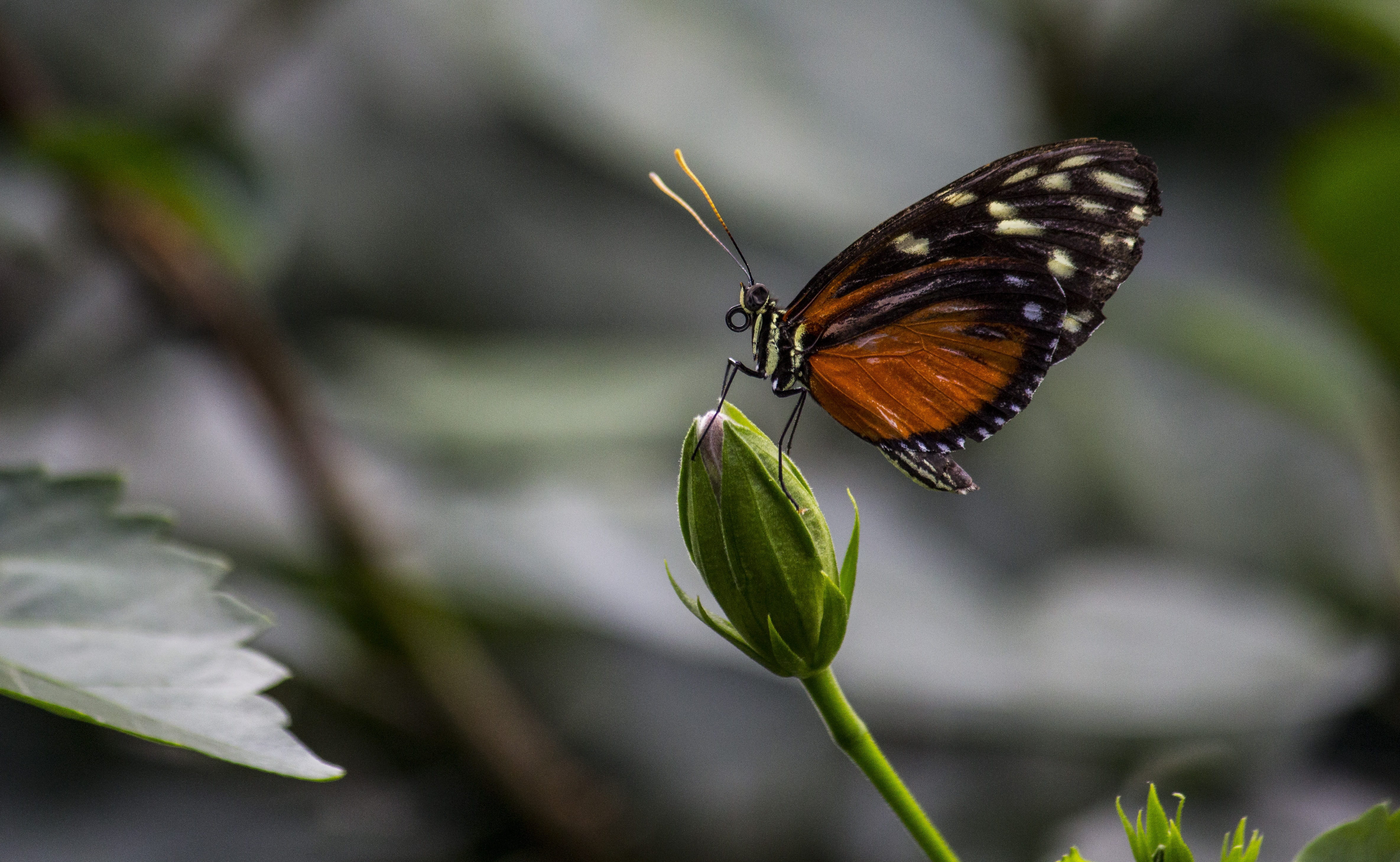 flight insect, animal themes, tender, one animal, close-up, compound eyes, brown, outdoors, animal wildlife, animals in the wild, blossom, main-image, no people, HD Wallpaper