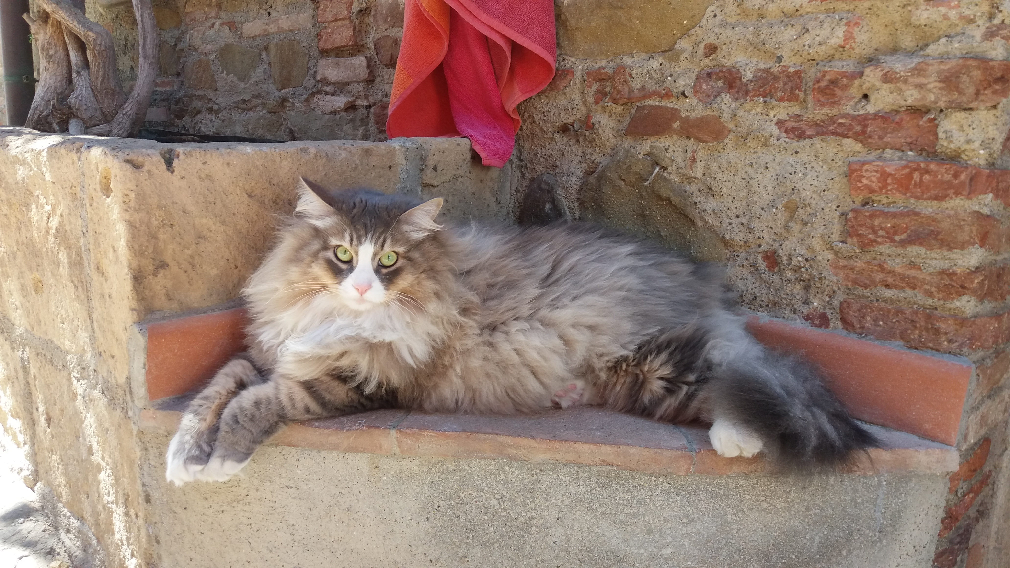animal, domestic, color Image, no people, looking at camera, Siberian Cat, mammal, maine coon cat, Hair, wall, wall - building feature, 4K, animal themes, HD Wallpaper