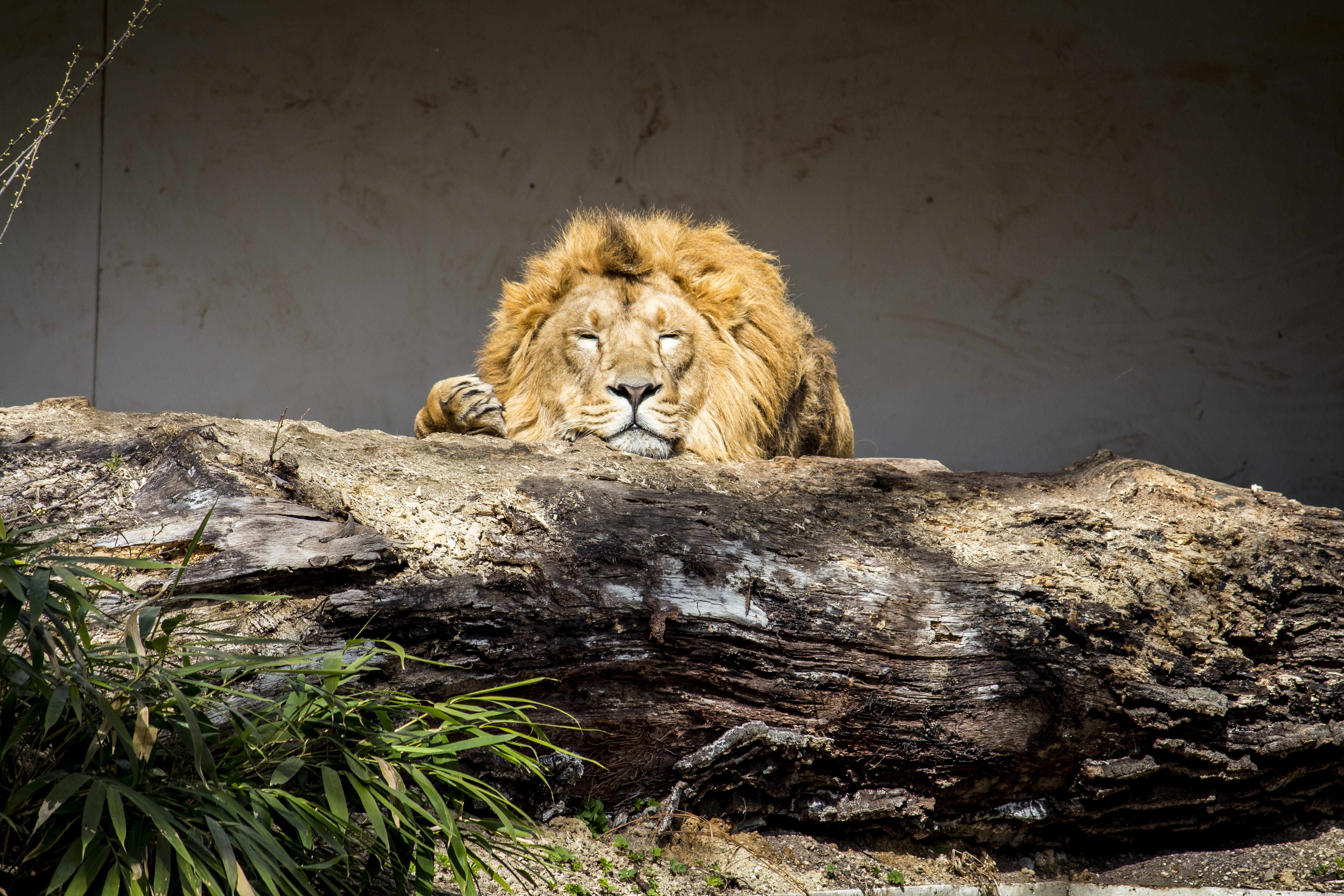 male, mammal, relaxed, cat, enjoy, feline, animal world, vertebrate, one animal, sleeping, day, wildcat, dangerous, predator, fur, animal wildlife, creature, HD Wallpaper