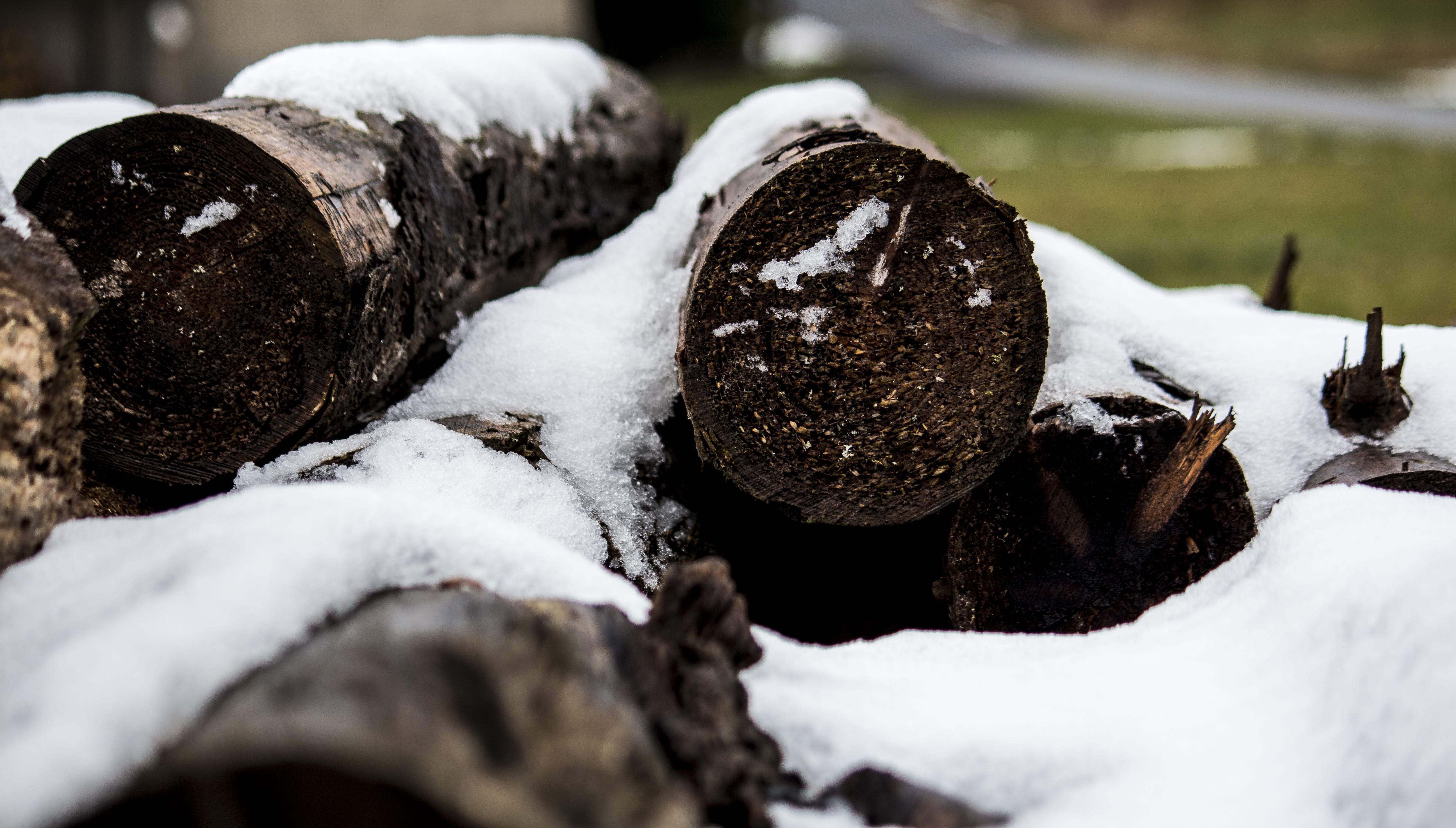 deforestation, nature, no people, wintertime, white color, wintry, icy, iced, log, frost, tree, forest, ice, 5K, selective focus, close-up, main-image, HD Wallpaper