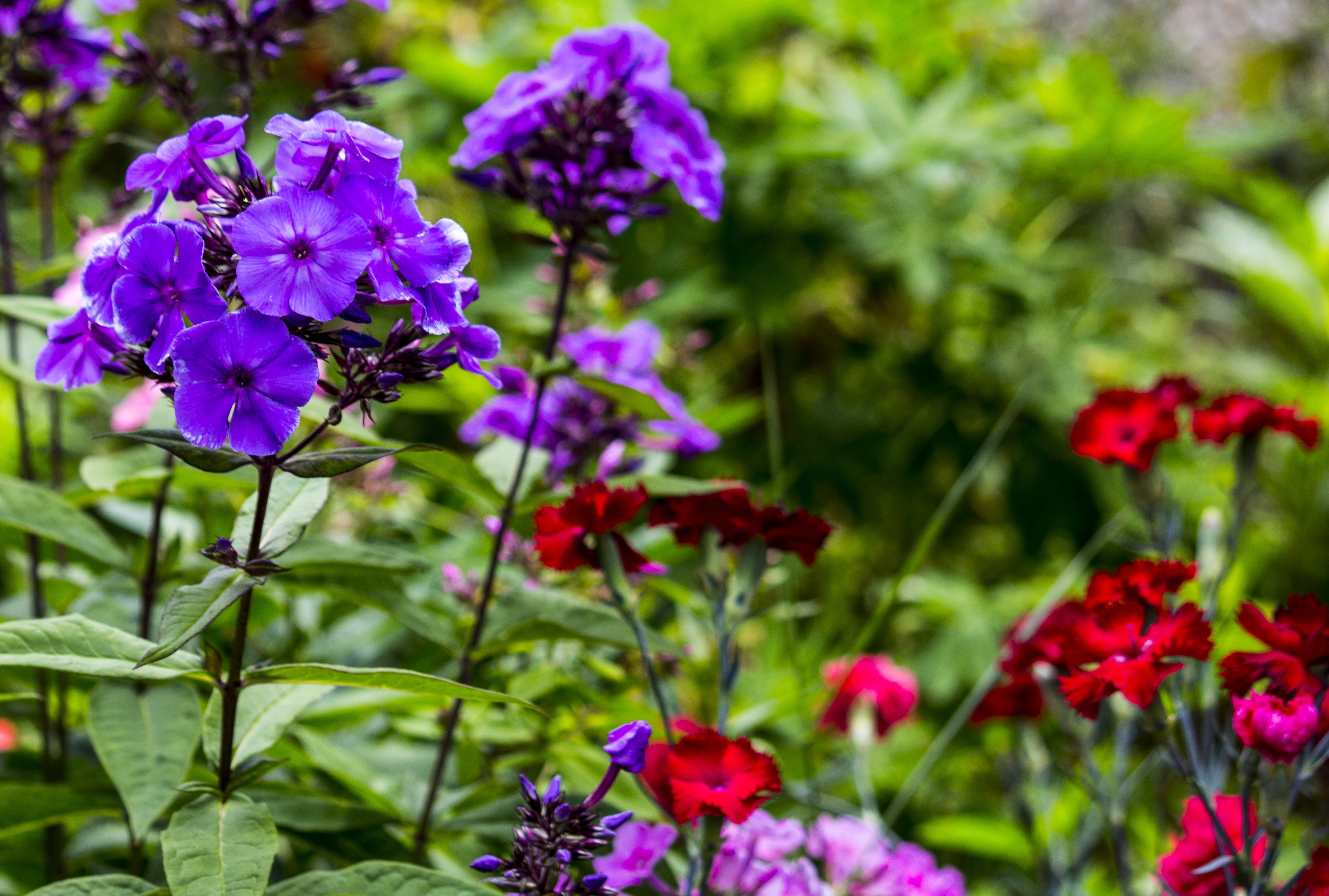 meadow, main-image, focus on foreground, beautiful, flower head, beauty, bloom, no people, blossom, plant stem, flora, growth, springtime, blue, bunch of flowers, HD Wallpaper