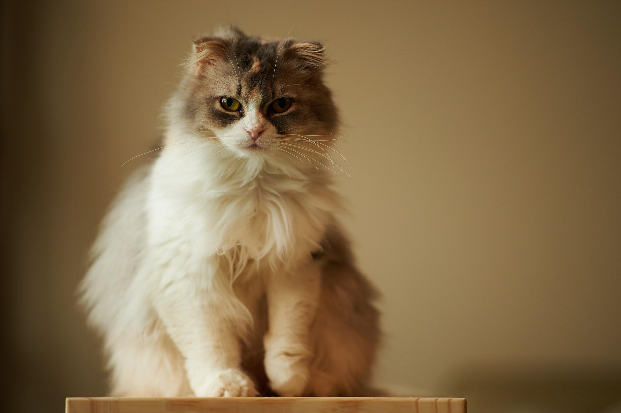 color Image, domestic Cat, hair, portrait, indoors, white, animal, mammal, one Animal, vertebrate, animal Hair, cat, look, fluffy, sitting, cute, pets, HD Wallpaper