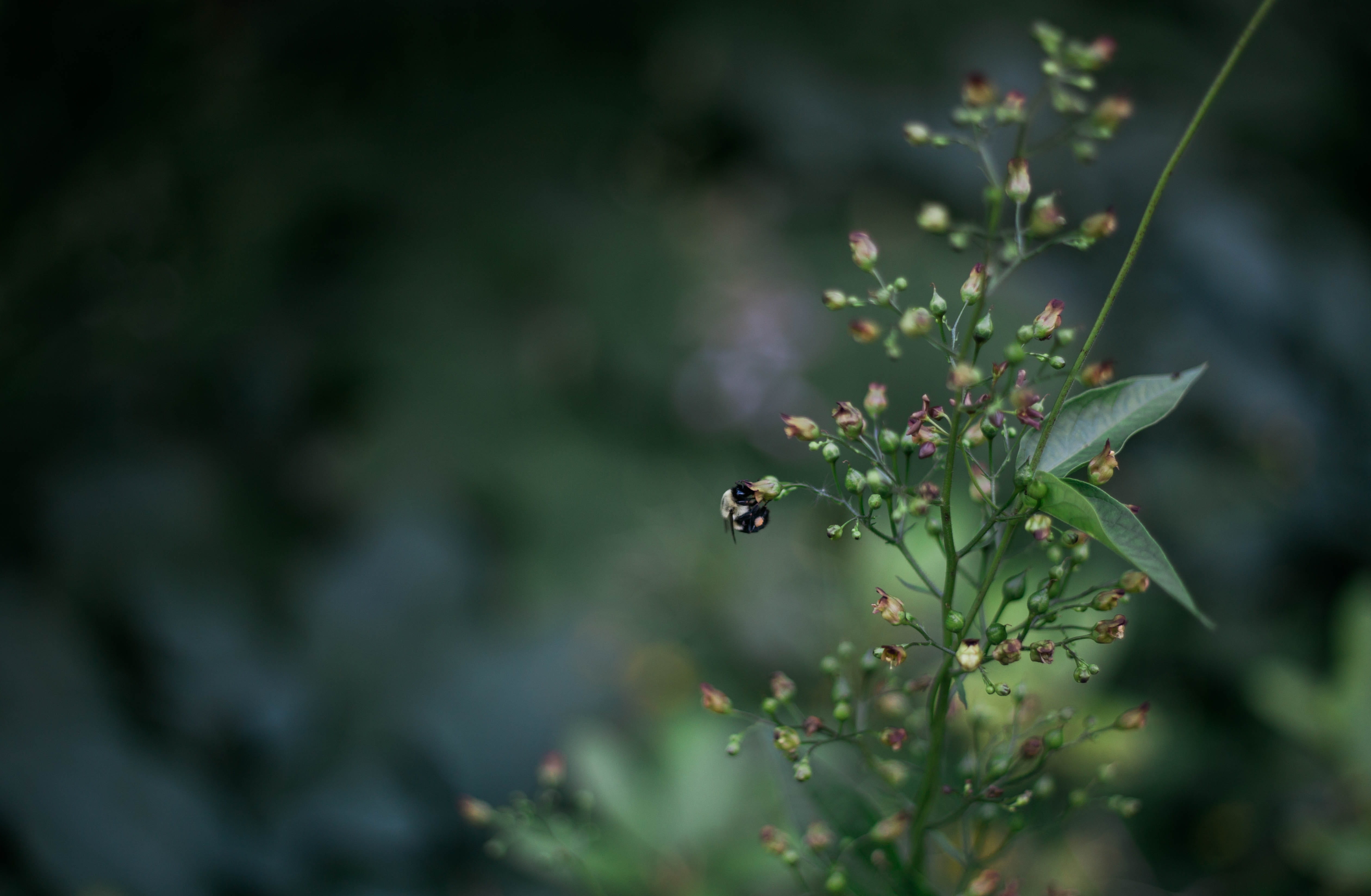 leaves, leaf, 4K, animal, invertebrate, selective focus, insect, caught in motion, plant part, plant, one animal, aperture priority, shutter speed, small, HD Wallpaper