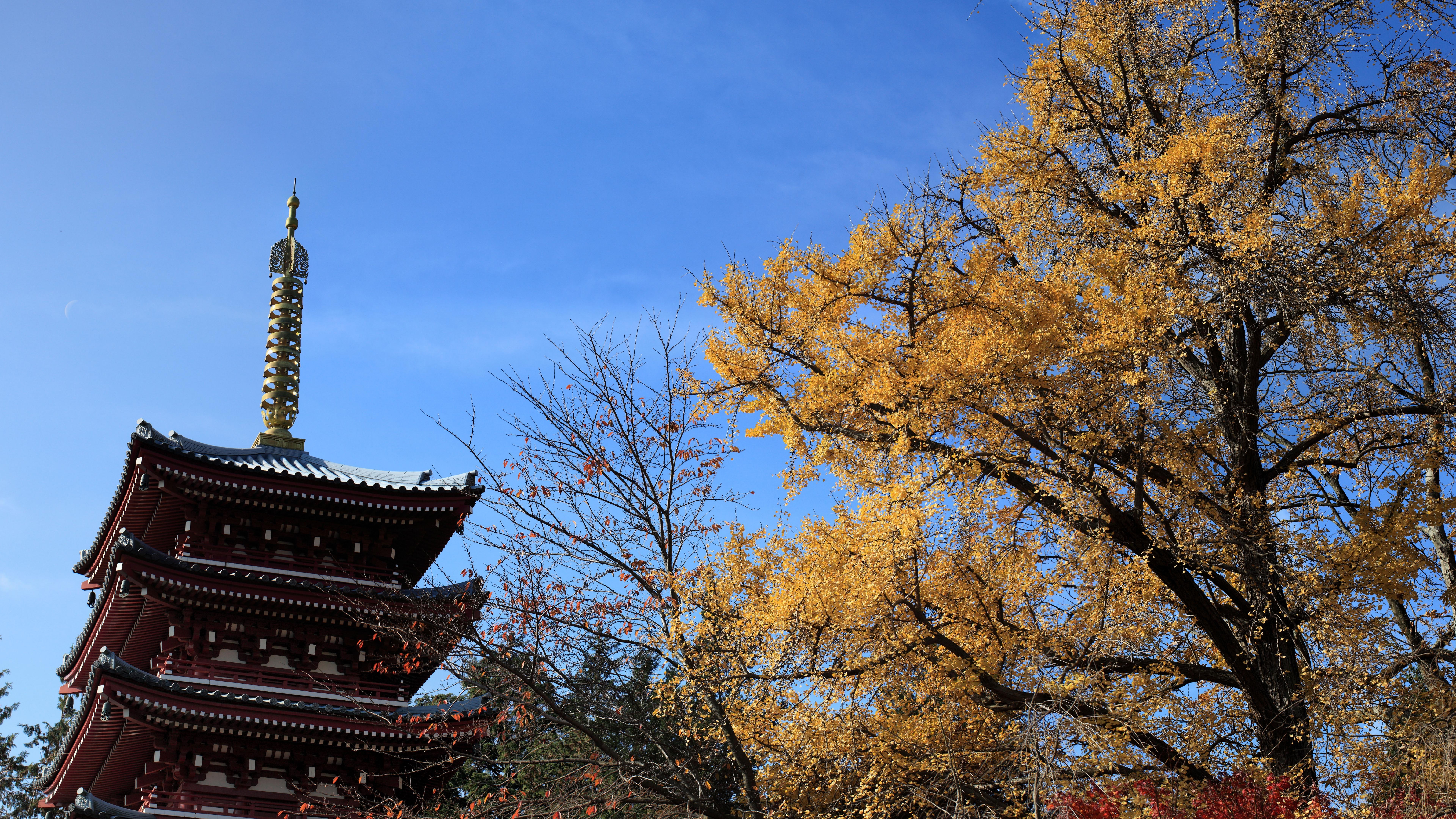 temple, buddhist, hondo-ji temple, asia, chiba, architecture, hondo-ji, matsudo, hondo ji, 8K, japan, autumn, 8k, religion, HD Wallpaper