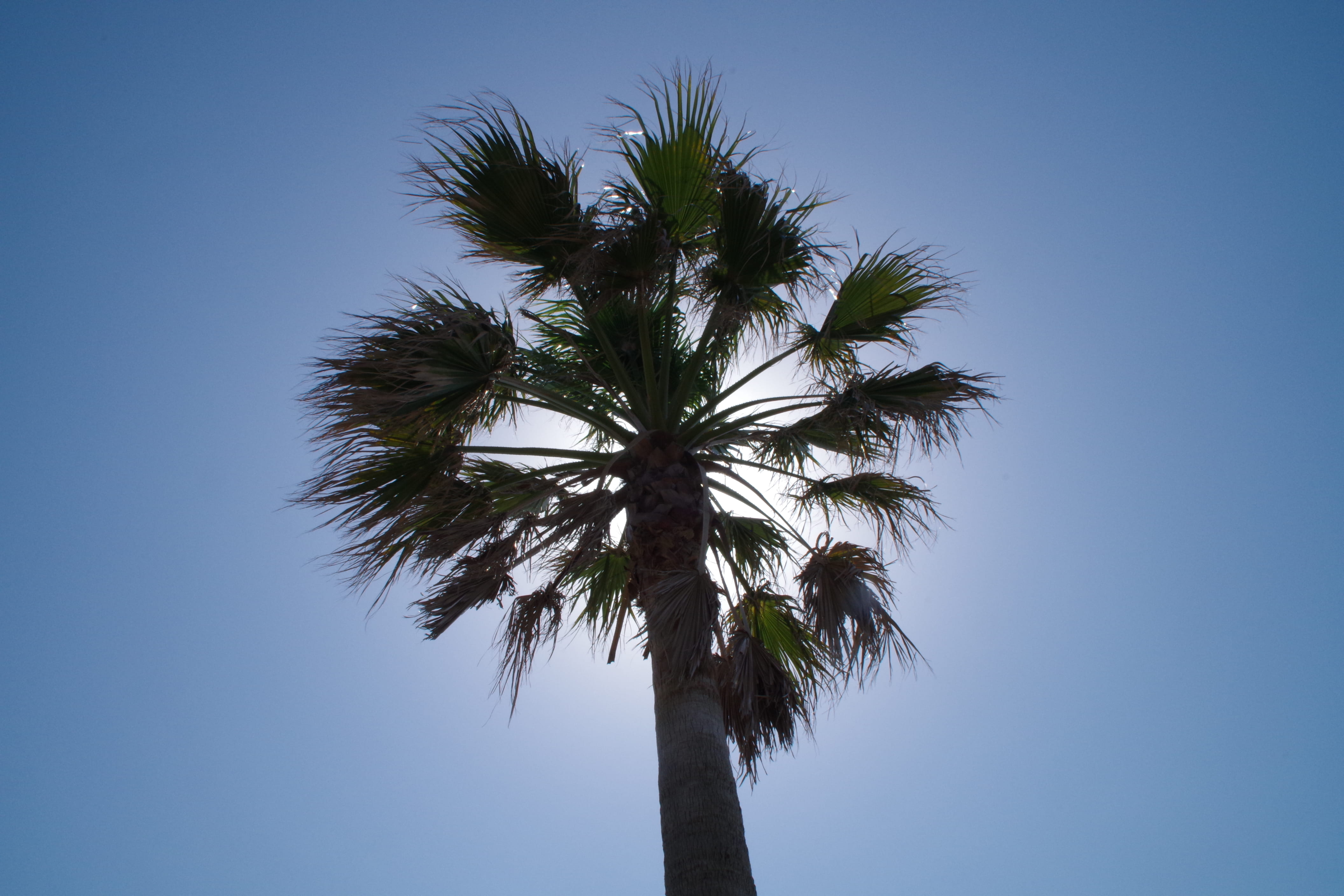 nature, japan, tree, clear sky, plant, palm leaf, growth, outdoors, summer, no people, tall - high, chiba prefecture, tree trunk, low angle view, beauty in nature, HD Wallpaper