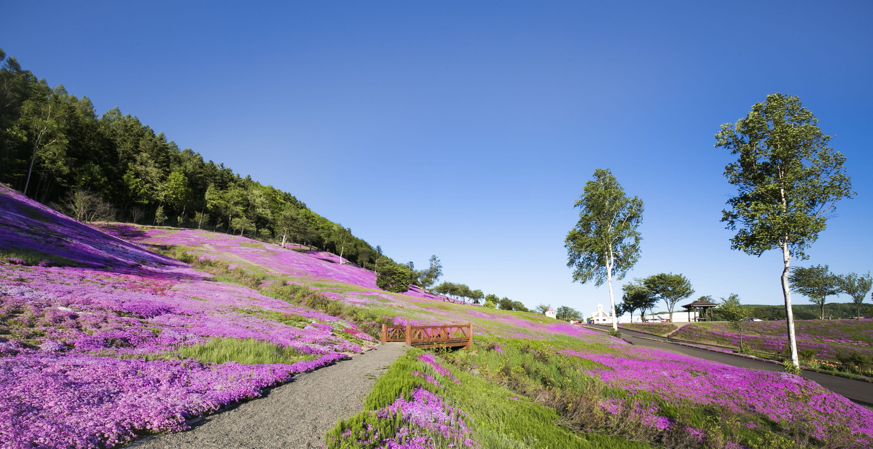 tranquil scene, plant, road, coniferous tree, flowering plant, outdoors, blue, sky, takin inoue, beauty in nature, tree, Flowers, 2K, pink flowers, rural scene, HD Wallpaper