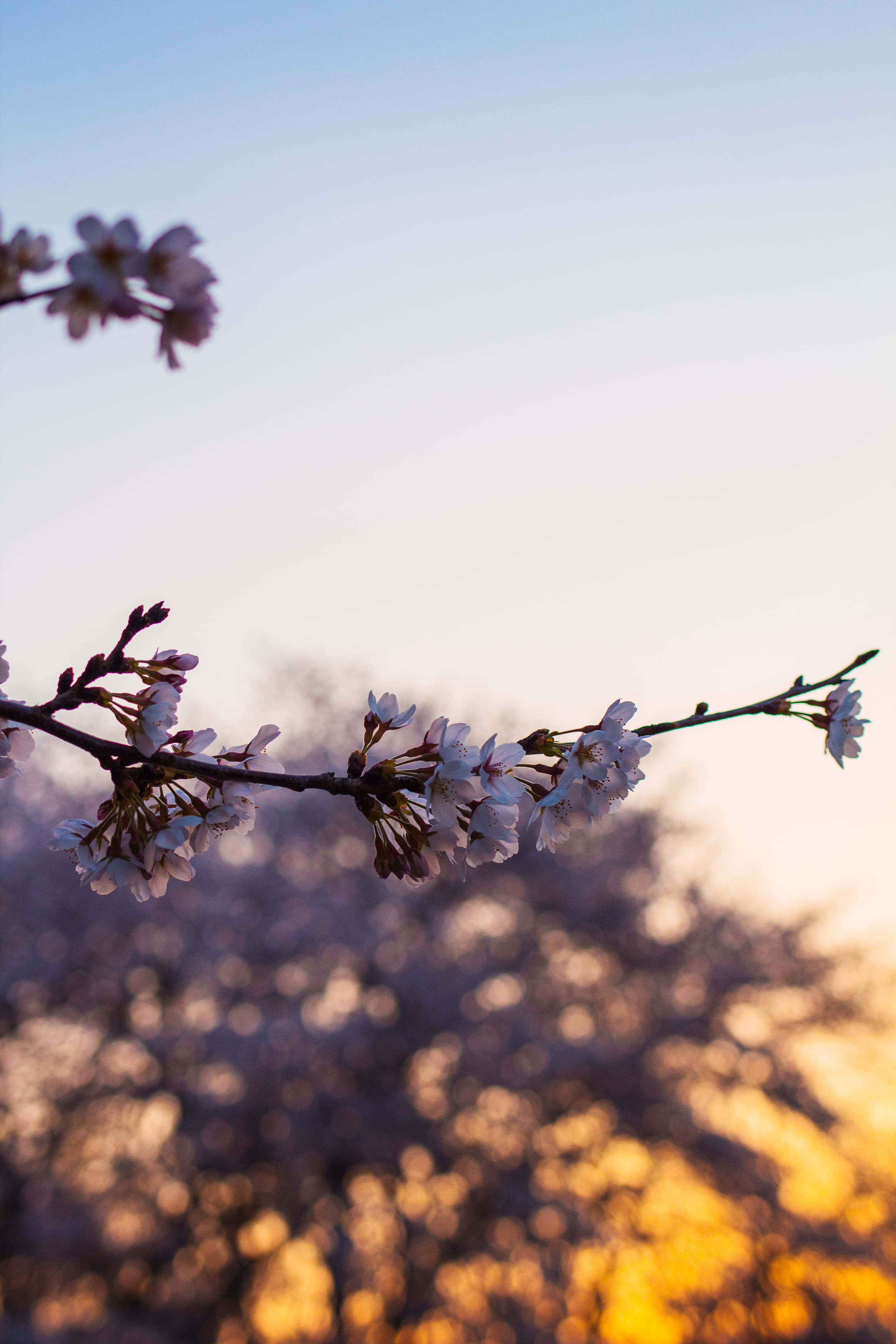 flower, bokeh, plant, day, sunlight, tranquility, nature, fragility, sky, white, outdoors, naritum, cherry, beauty in nature, freshness, spring, 5K, selective focus, Phone HD Wallpaper