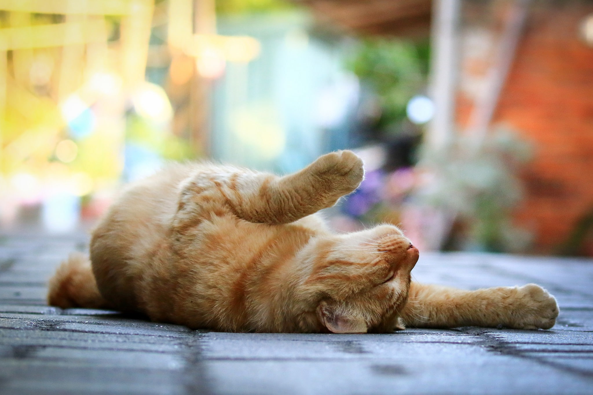 1080P, red, sidewalk, Cat, tabby, bokeh, street, orange, lying, legs, HD Wallpaper