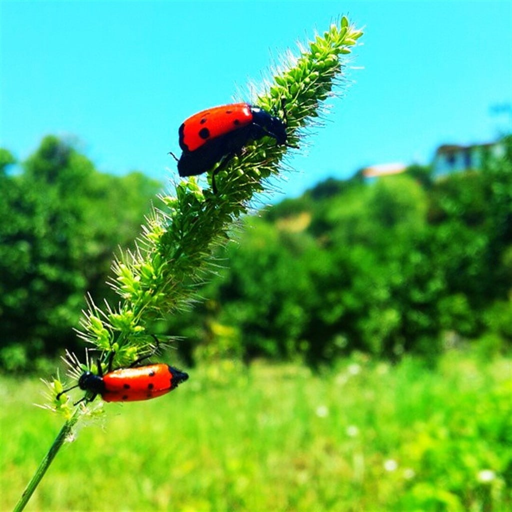480P, green, Izmir, nature, Phone HD Wallpaper