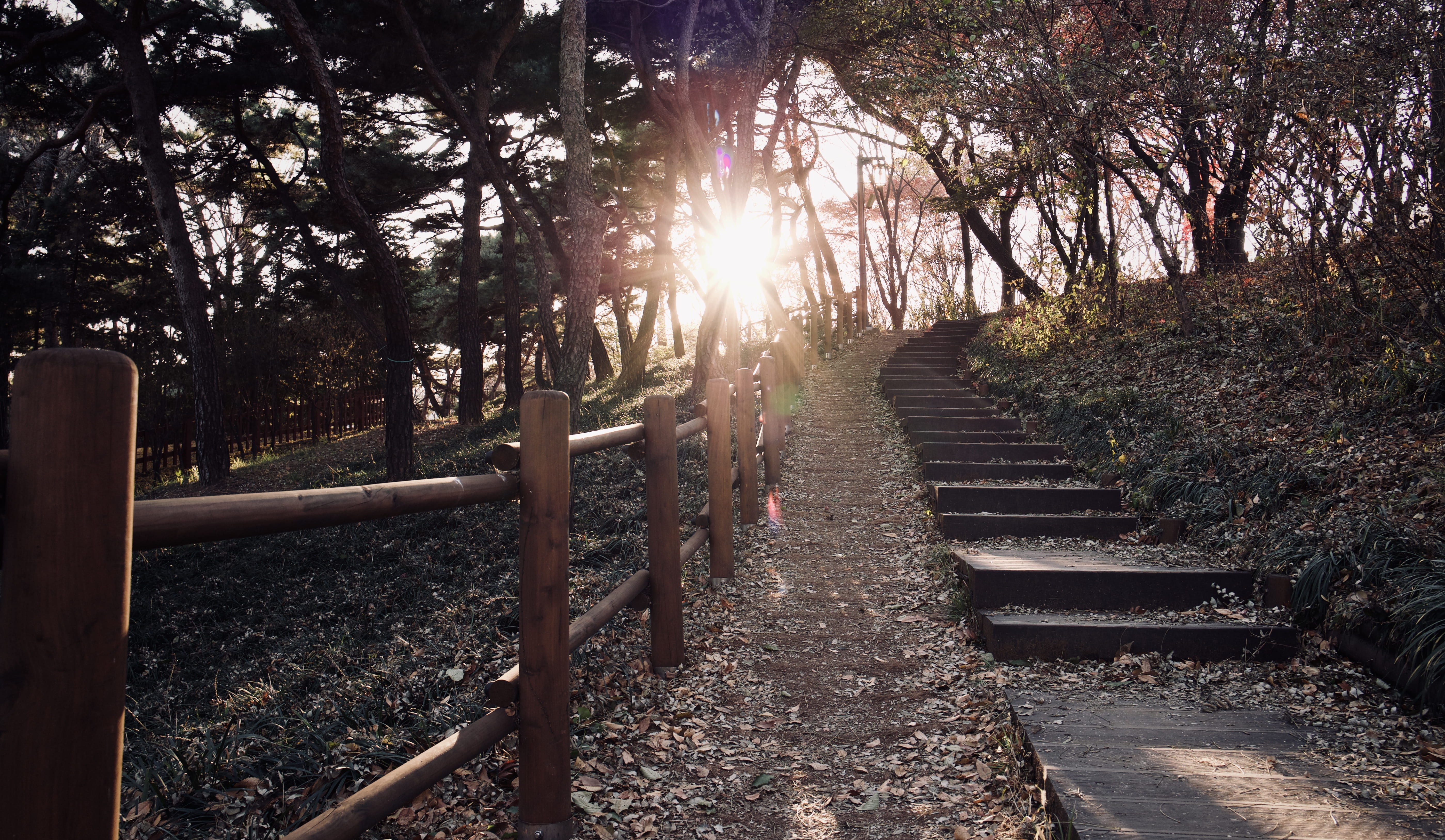 long, road, sun, tranquil scene, railing, south korea, the way forward, forest, trees, no people, yongsan-gu, sunbeam, lens flare, bright, sunlight, growth, HD Wallpaper