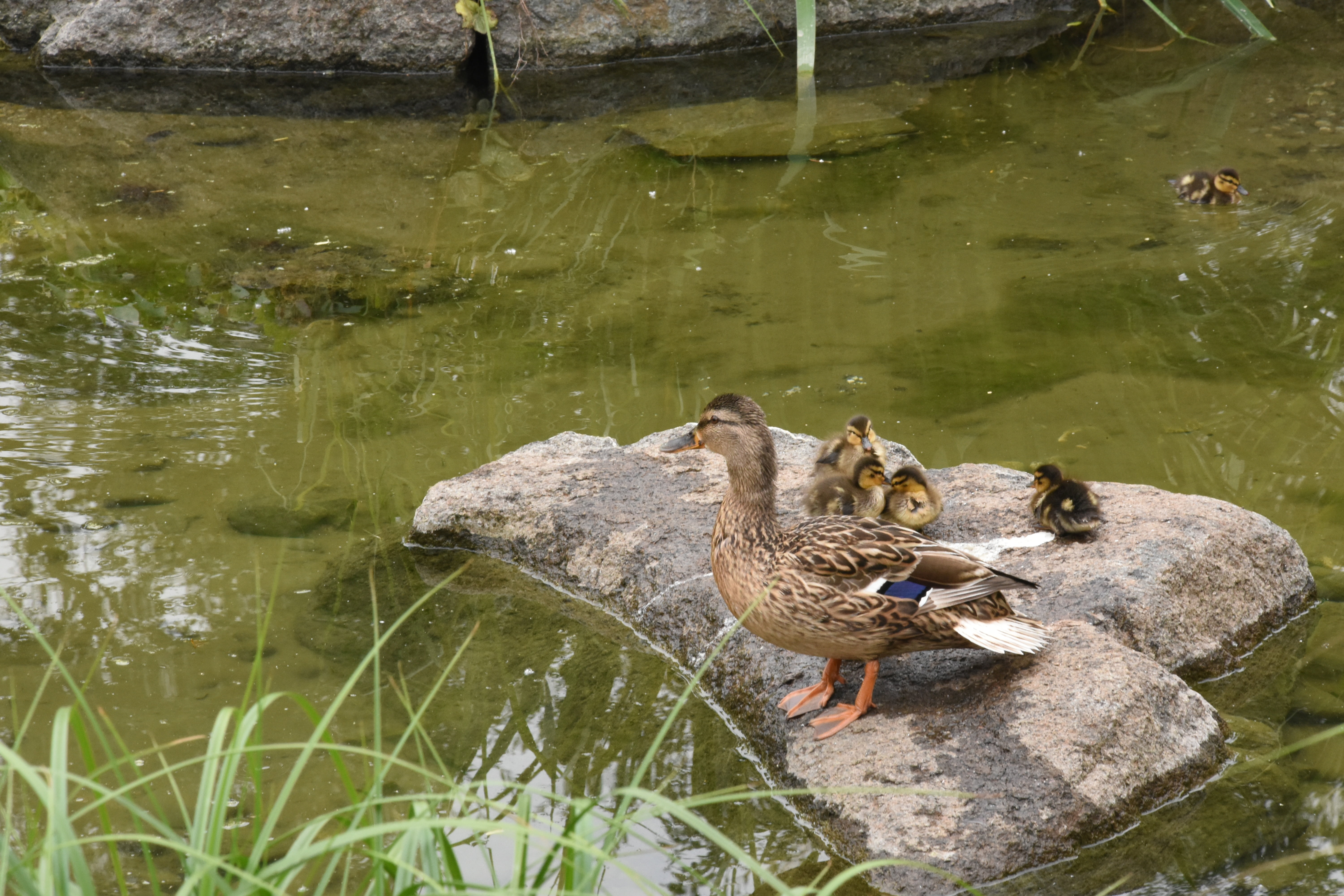 outdoors, solid, namsan, no people, nature, 5K, duck, mallard duck, lake, high angle view, animal, animals in the wild, animal themes, vertebrate, young bird, HD Wallpaper