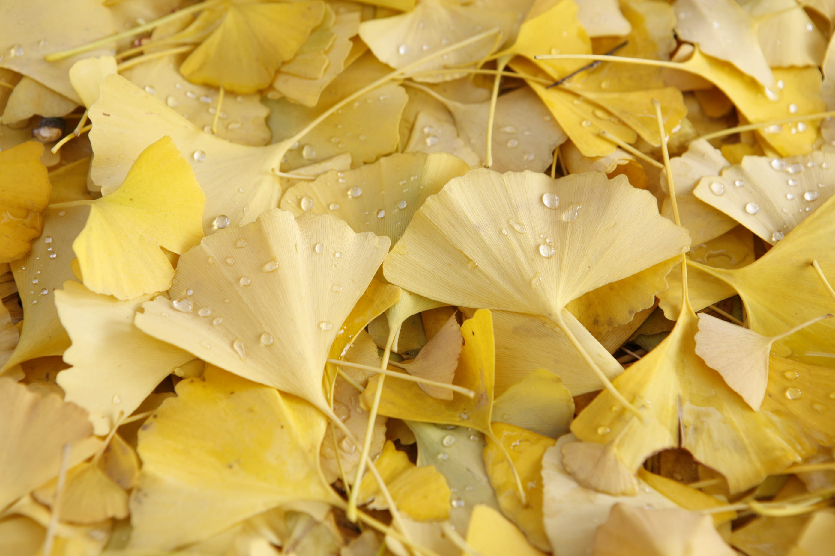 indoors, full frame, close-up, foliaged, still life, fallen leaves, wellbeing, no people, ginkgo, day, food, seoul, wet, nature, 2K, south korea, yellow, HD Wallpaper