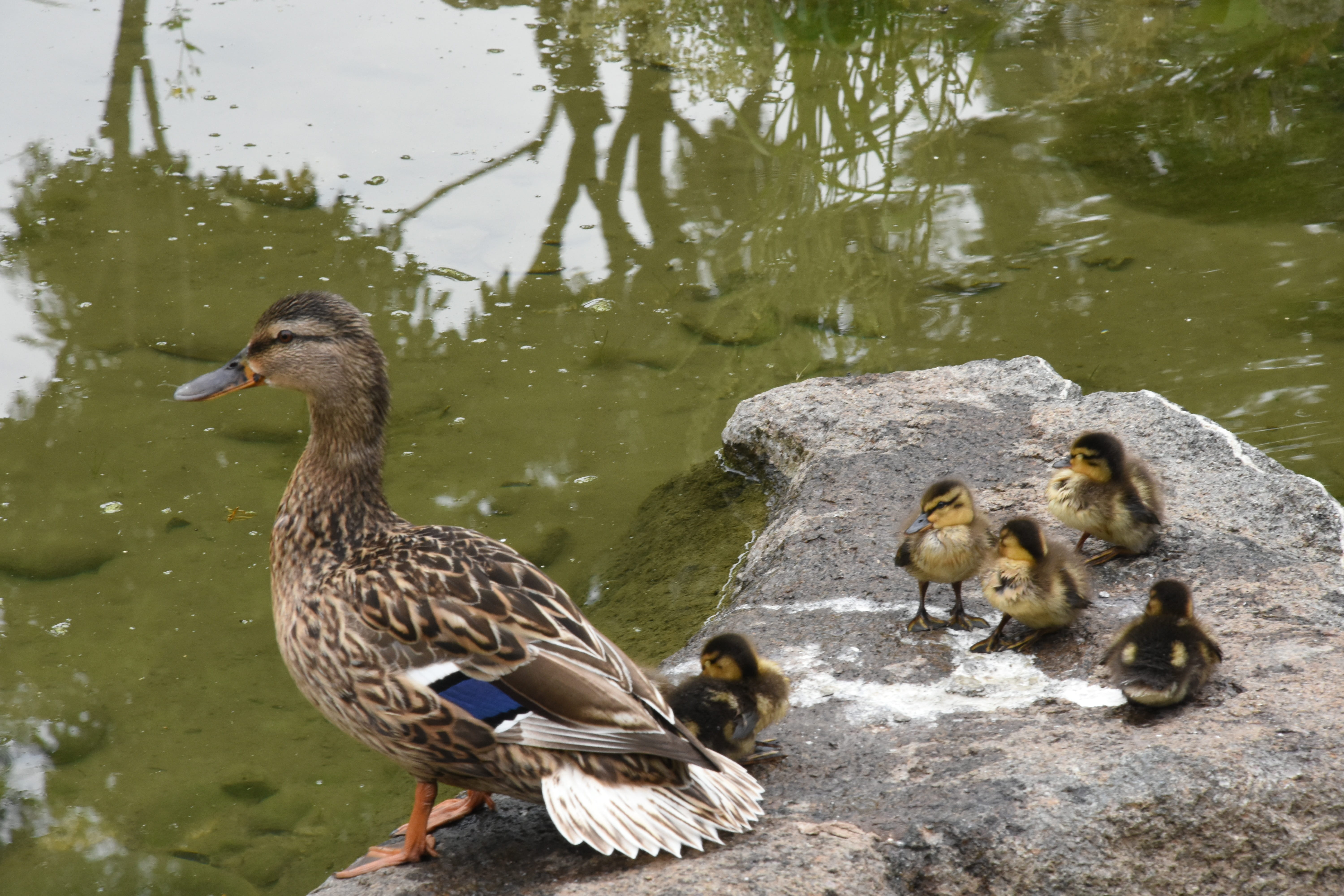 animal wildlife, nature, family, day, duck, water, lake, Family, beak, outdoors, animal family, park, no people, vertebrate, mallard Duck, young bird, bird, HD Wallpaper