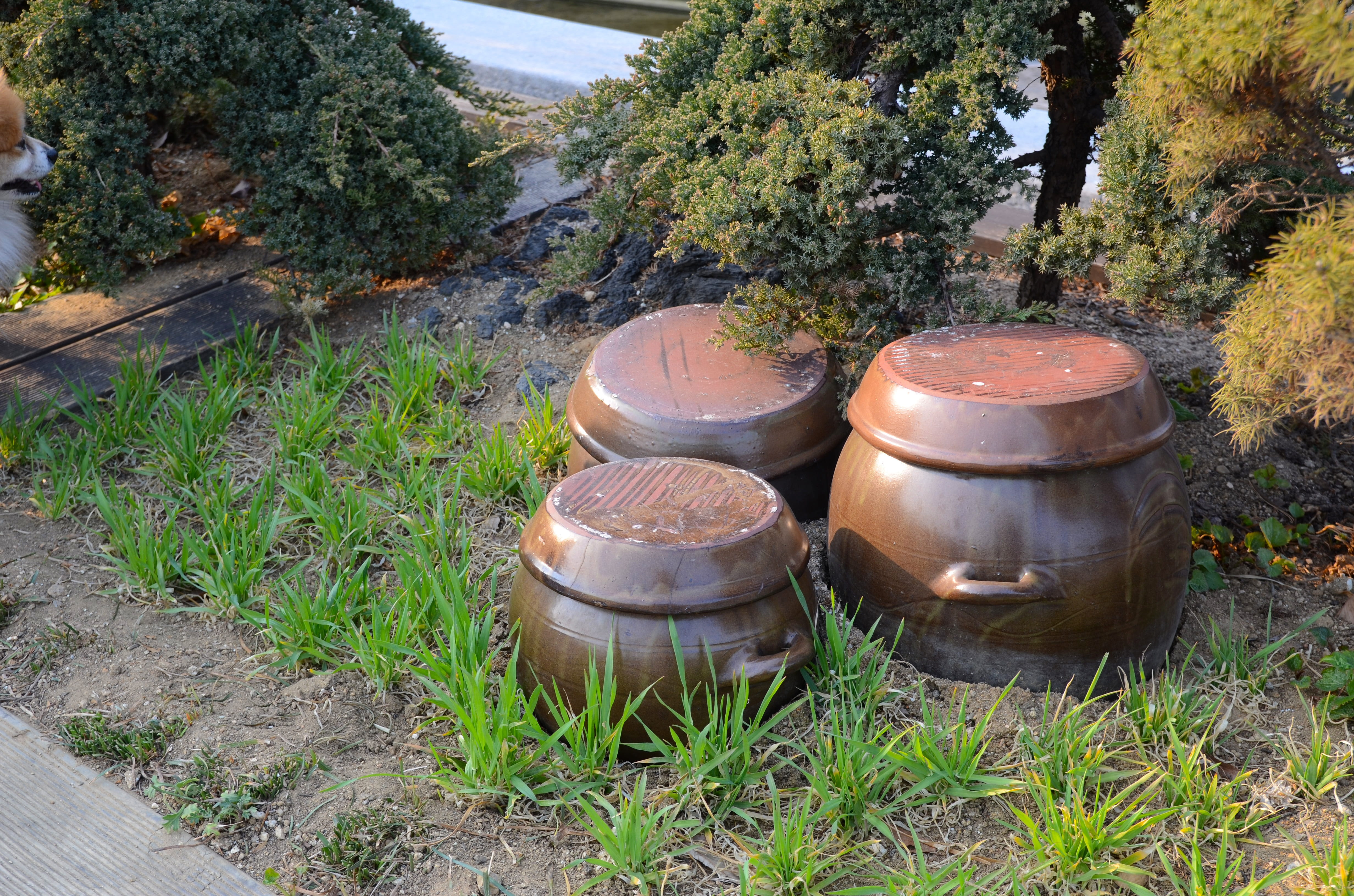 seoul, traditional, grass, korea, landscape, roof tile, plant, kimchi, outdoors, high angle view, hanok village, cylinder, pot, old school, drink, tranquility, HD Wallpaper