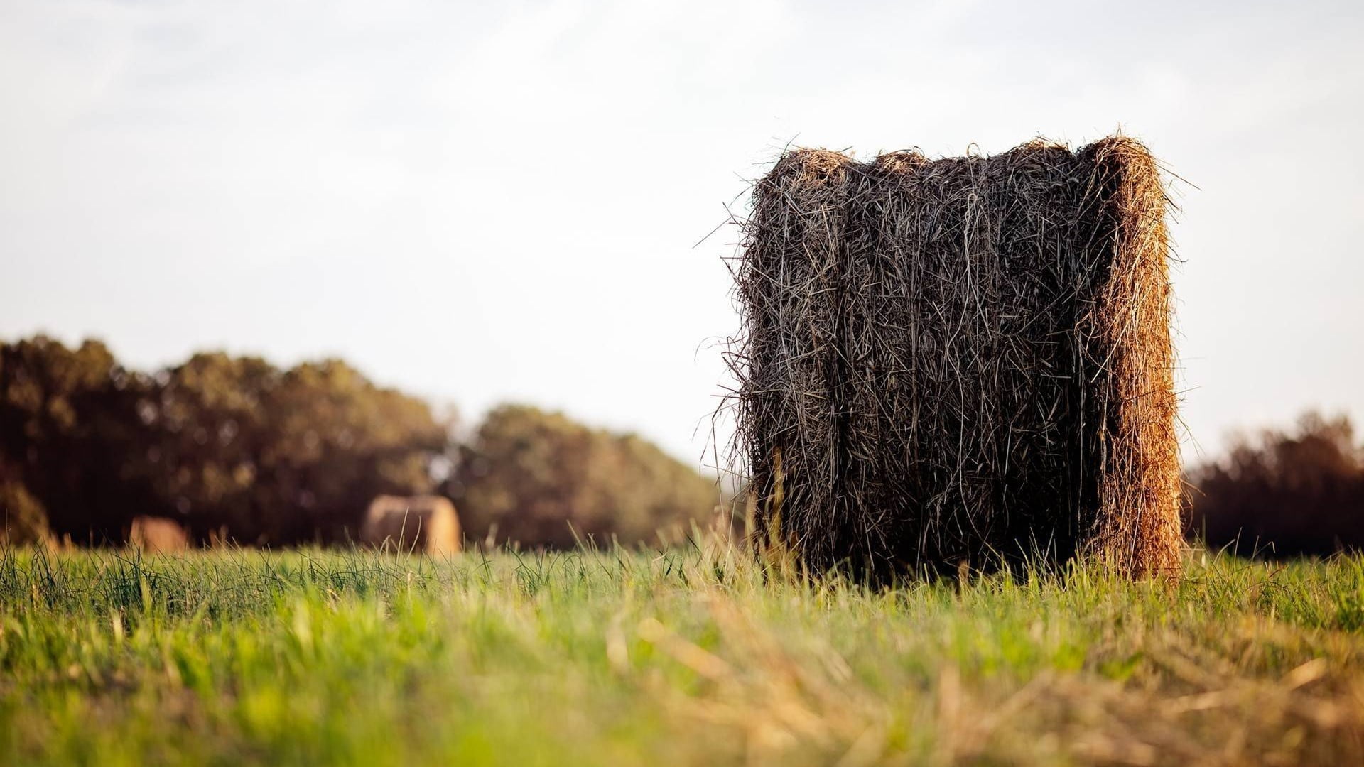 no people, depth of field, fur, 1080P, nature, gardening, tree, textile, rural scene, black, grass, day, plant, sky, outdoors, field, agriculture, bale, HD Wallpaper