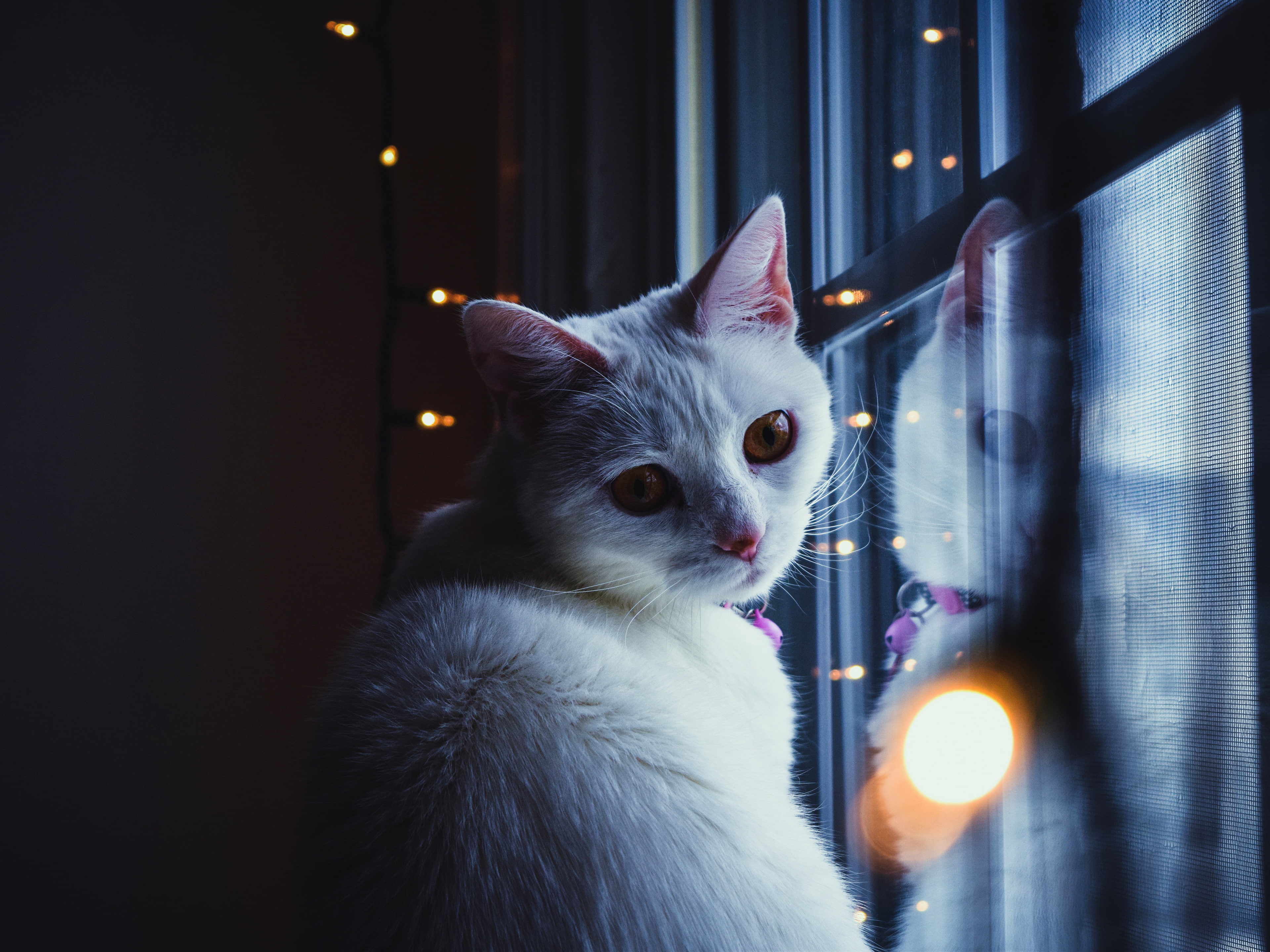 window, mammal, close-up, reflection, one animal, animal themes, pets, no people, whisker, looking, illuminated, yellow eyes, lights, domestic animals, HD Wallpaper