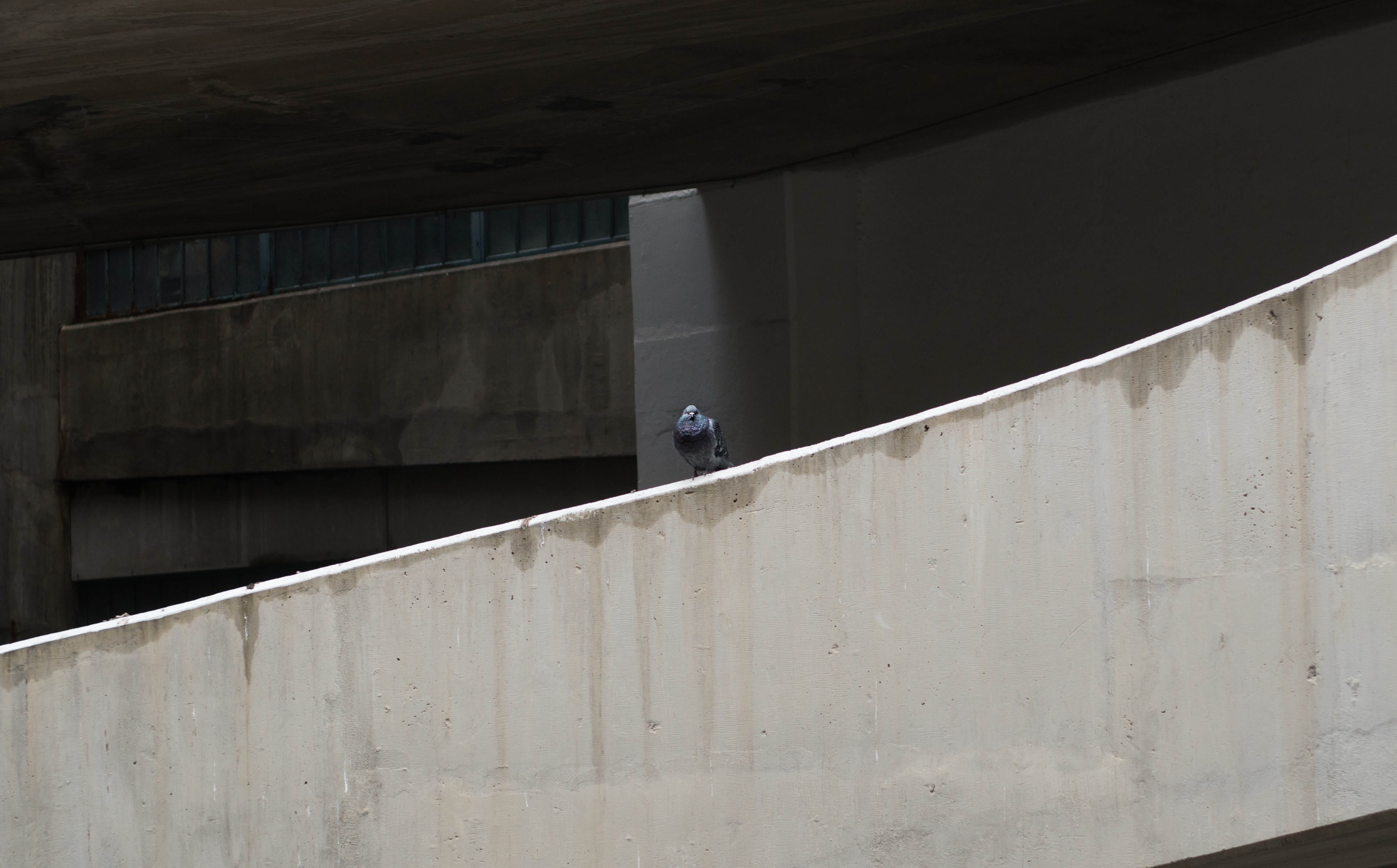 composition, parkade, nature, perching, pigeon, metal, built structure, vertebrate, city, lines, concrete, building exterior, animals in the wild, architecture, HD Wallpaper