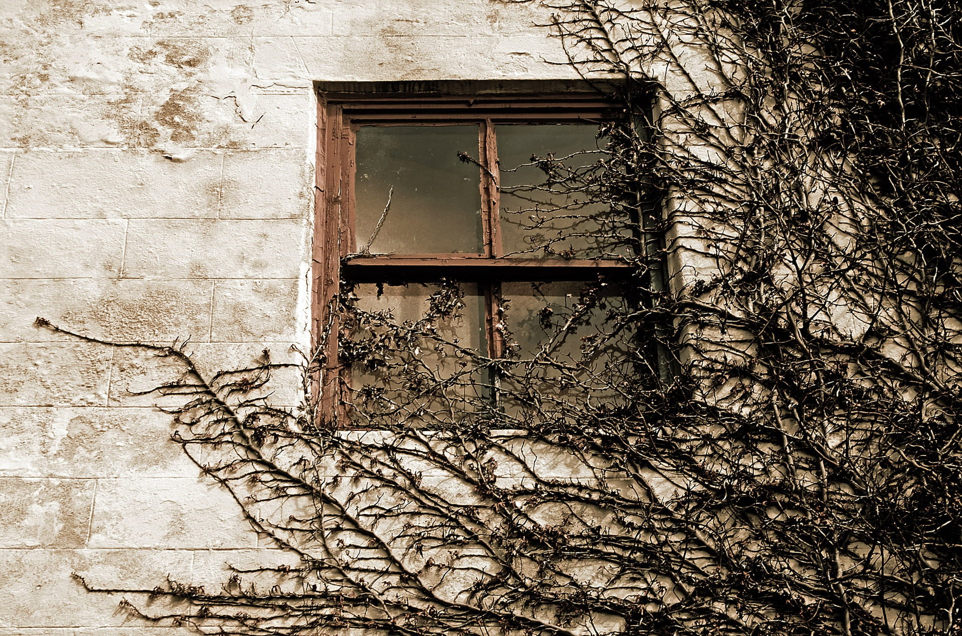 old, window, day, abandoned, branch, death, brown, low angle view, plant, table, mysterious, house, architecture, mystery, nature, white, residential district, HD Wallpaper