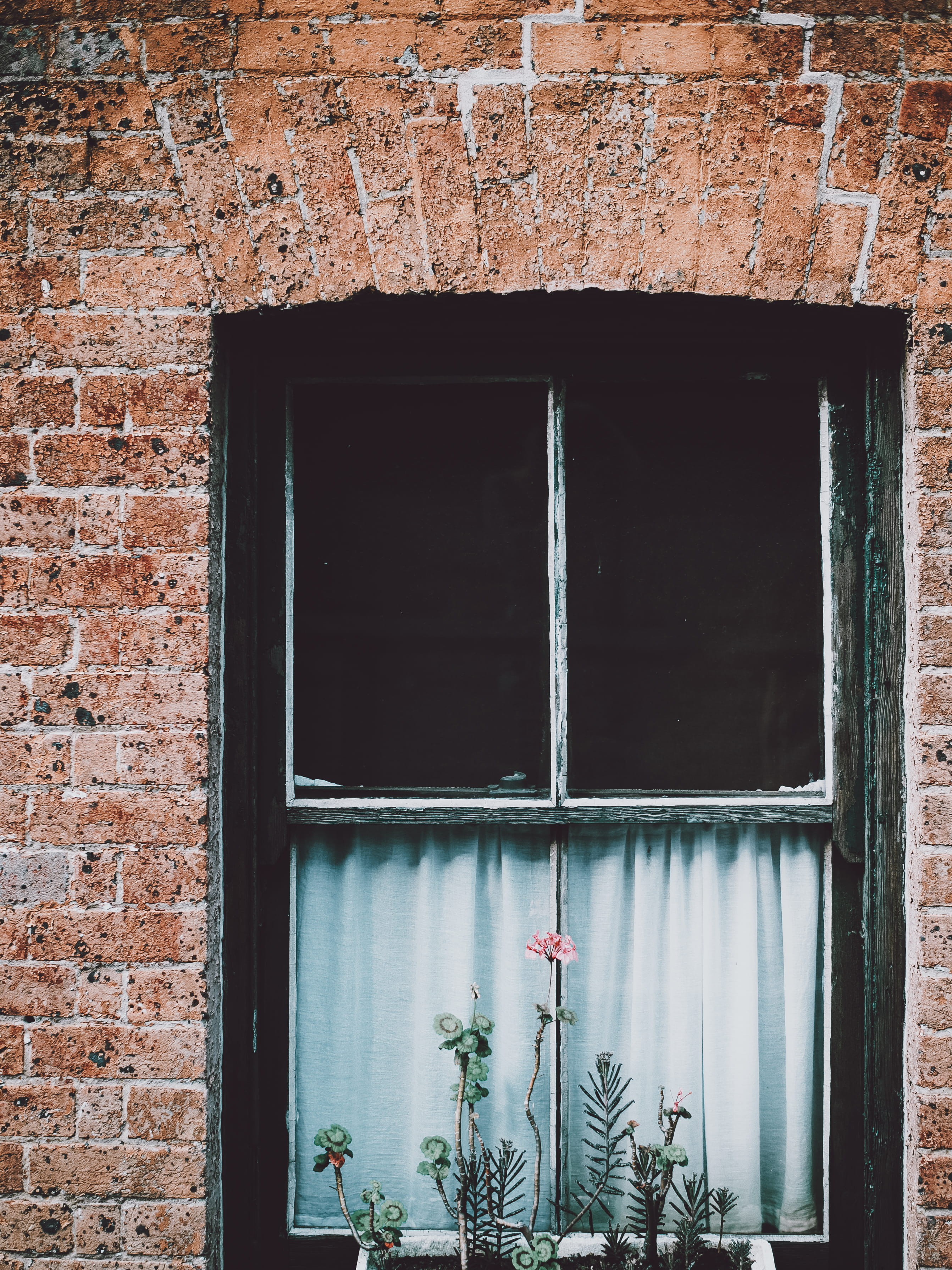 wall, plant, security, old, windowpane, flower, window frame, built structure, pink, residential district, window, 2K, glass - material, building, closed, Phone HD Wallpaper