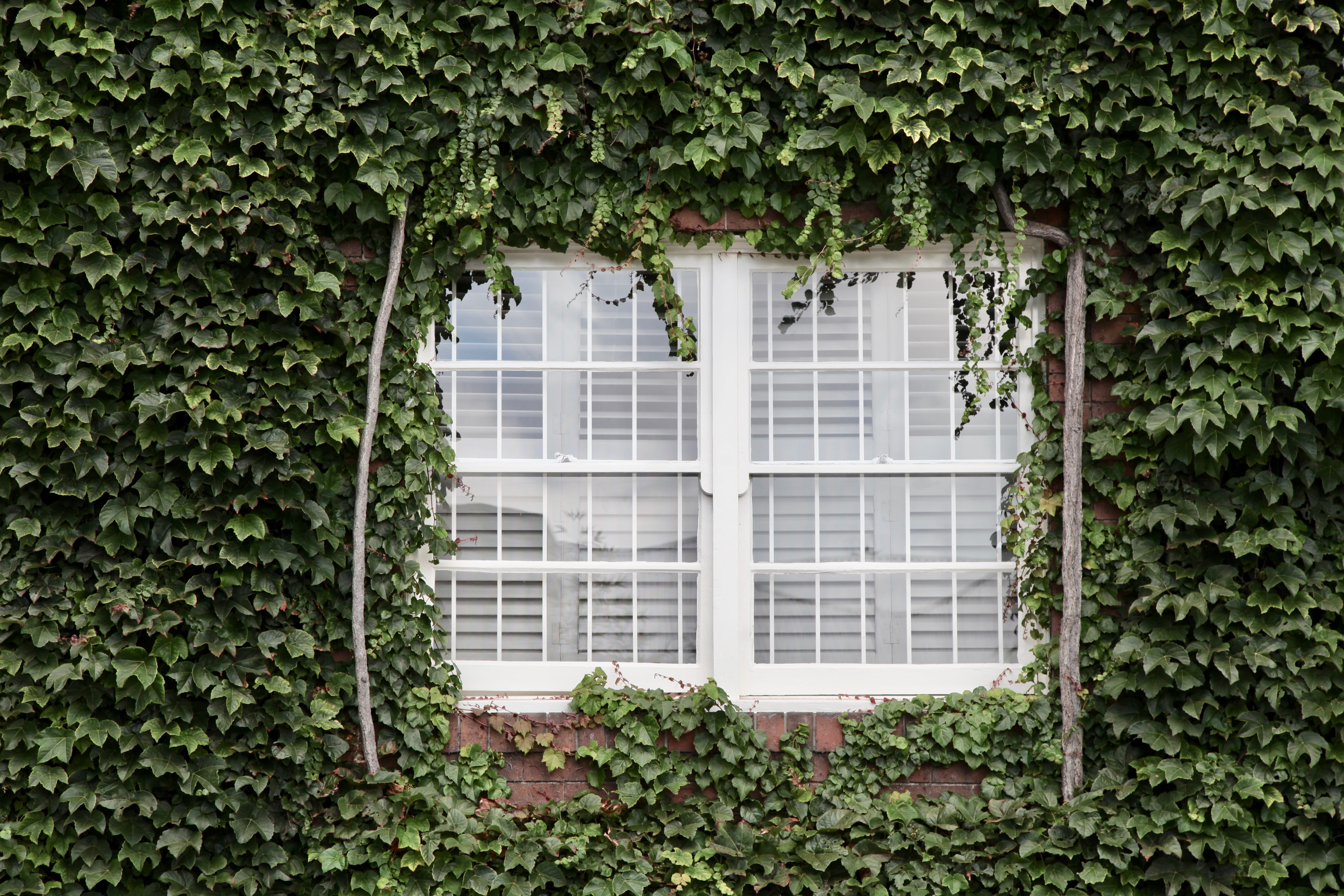tree, panel, building exterior, architecture, windowpane, 5K, surrounded, closed, nature, creeper plant, plant part, plants, house, building, outdoors, HD Wallpaper
