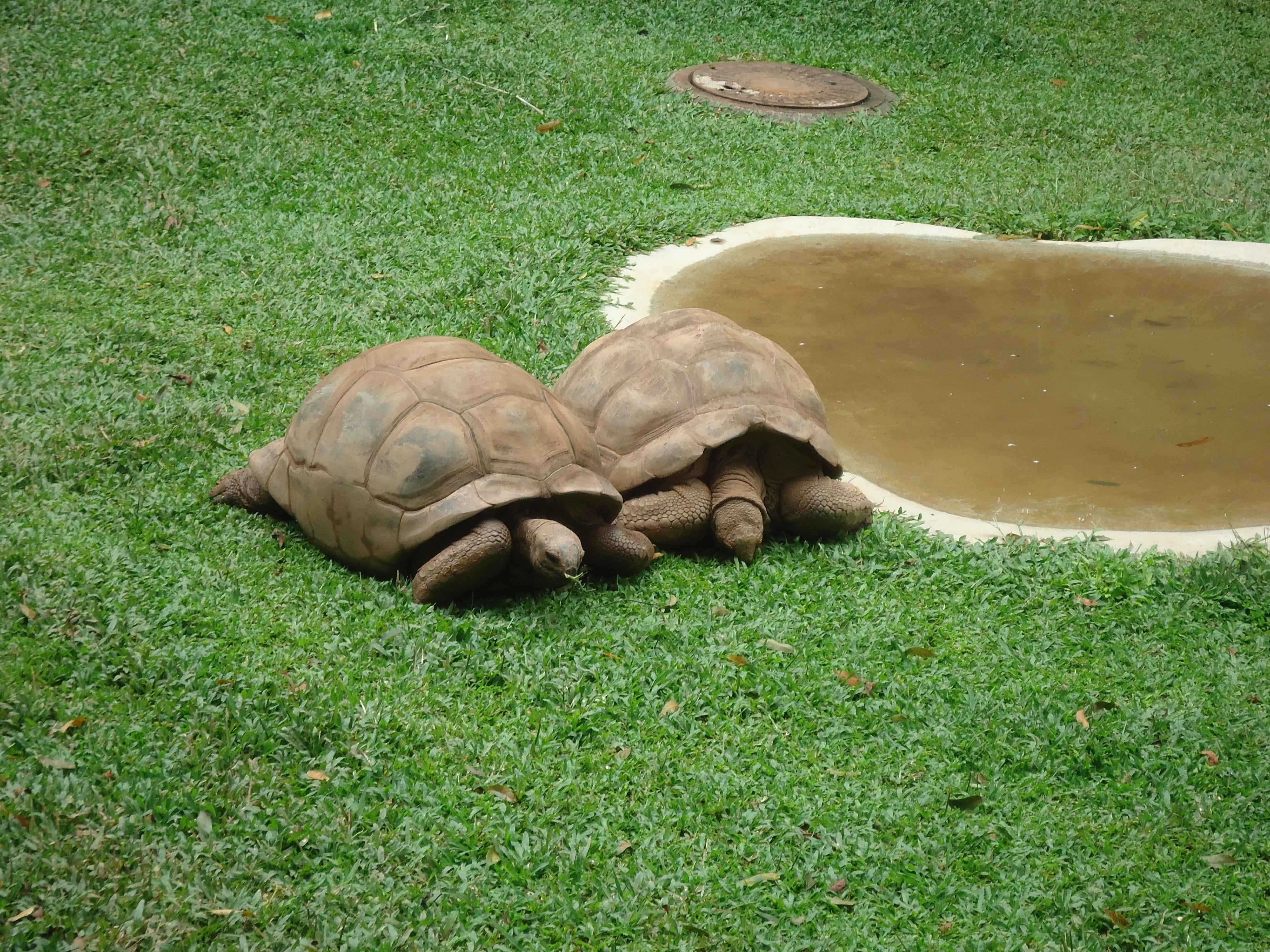 animal themes, field, no people, high angle view, one animal, Animal, plant, reptile, Turtle, lying down, animal wildlife, vertebrate, green color, 4K, HD Wallpaper