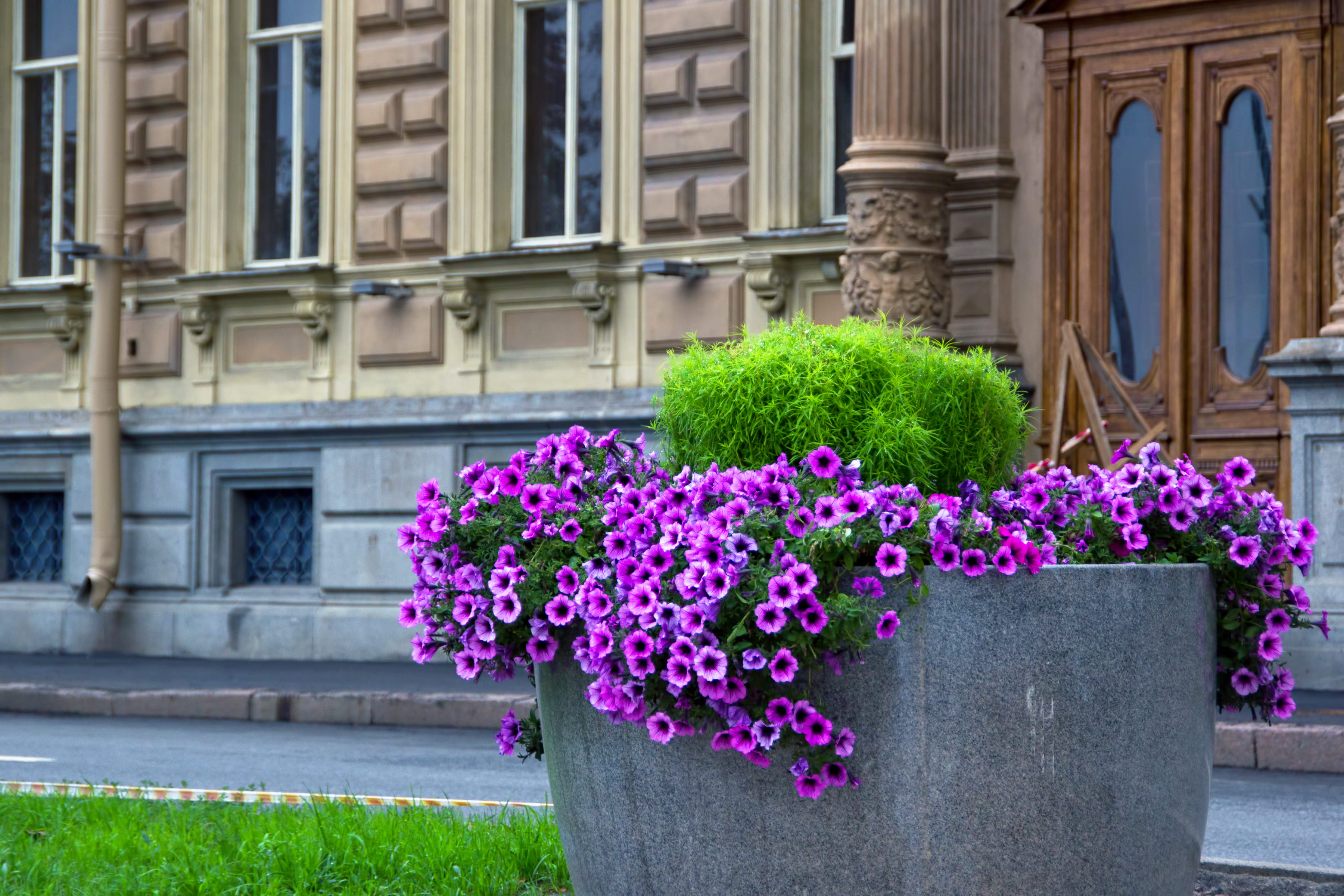 spb, flower, fresh, plant, building exterior, gardening, outdoors, residential district, flora, decorative, city, facade, colorful, built structure, bright, HD Wallpaper