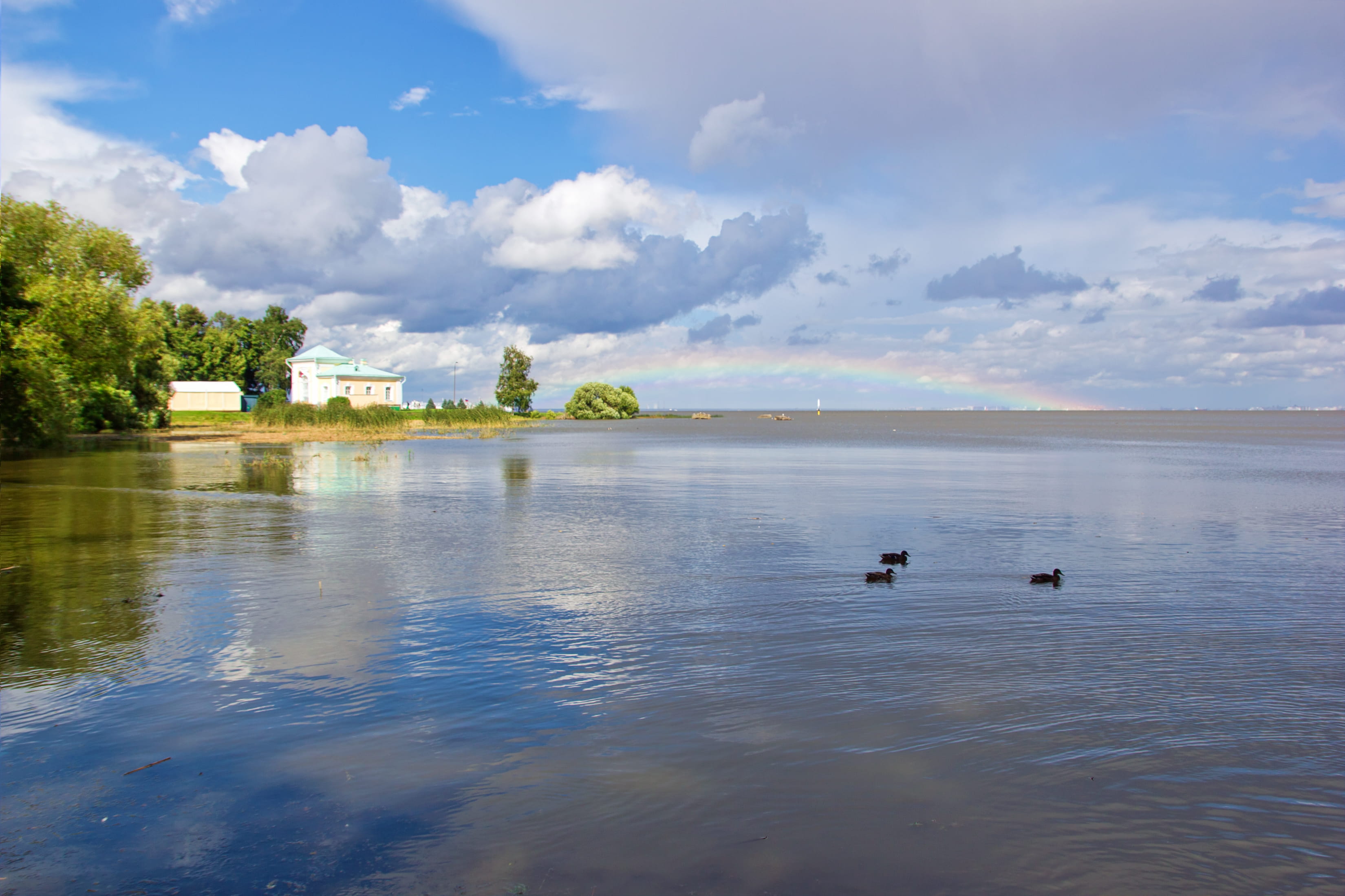 bay, animal, animal wildlife, summer, seascape, sea, finland, swimming, animals in the wild, lake, coast, reflection, landscape, sky, outdoors, scenics - nature, HD Wallpaper