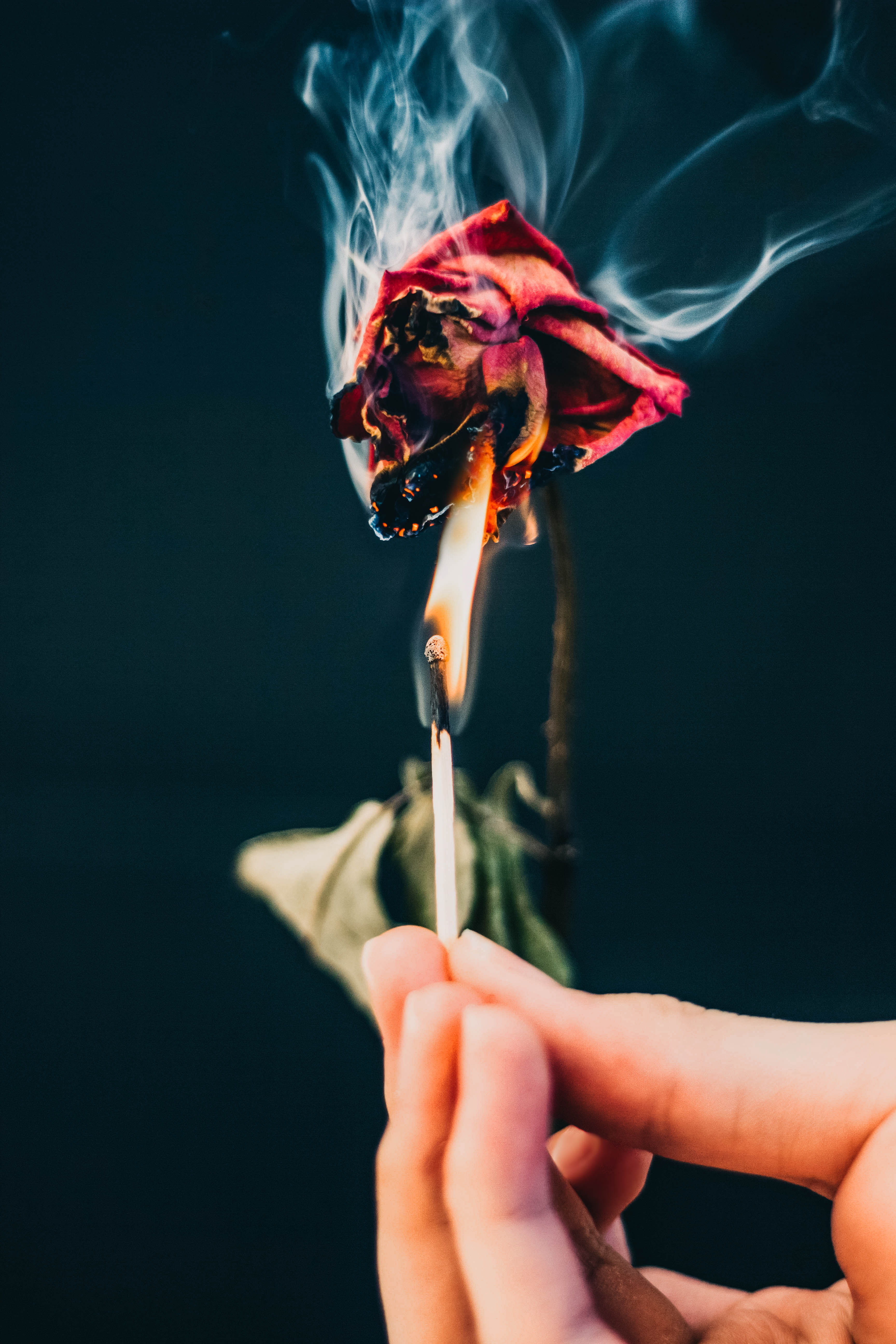 moody, rose, real people, burning, holding, burning rose, fire, finger, flowers, indoors, black background, edgy, matches, unrecognizable person, human limb, Phone HD Wallpaper