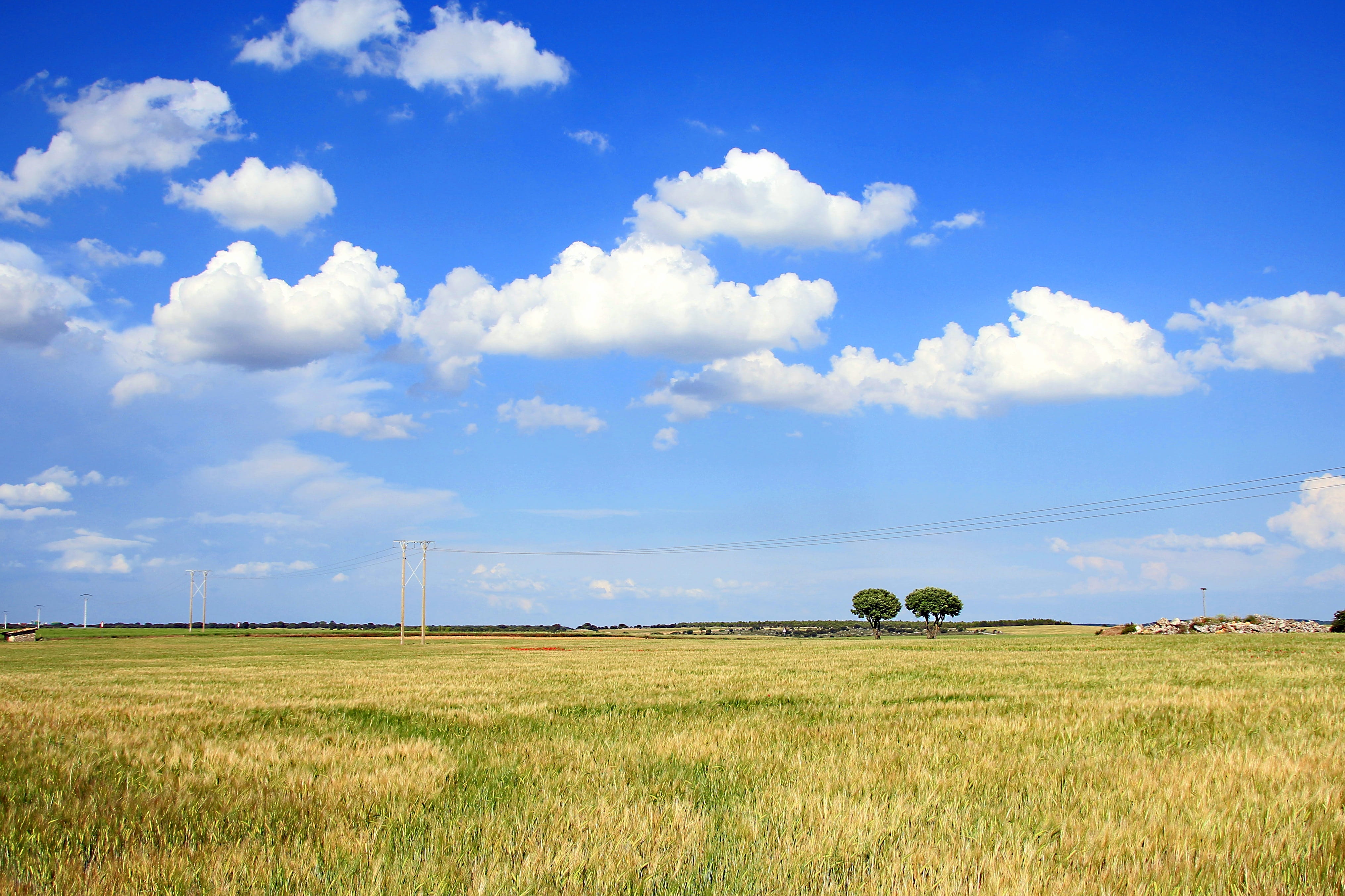 snail, melancholy, tree, rural, Field, farm, sky, growth, yellow, green, romance, tranquil scene, branches, scenics - nature, transmission, plant, forest, HD Wallpaper