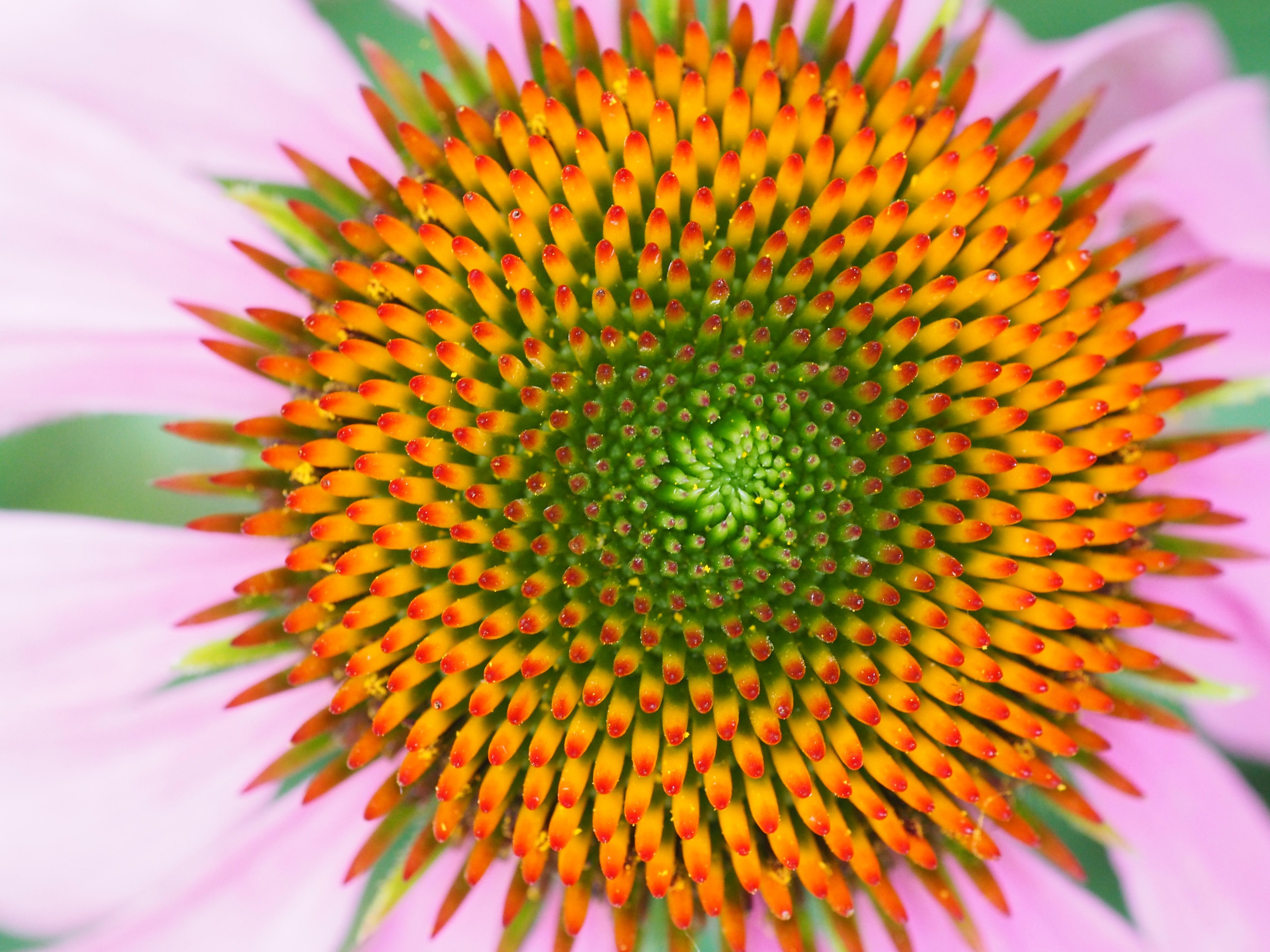 yellow, summer, daisy, garden, single Flower, bright, flowering plant, flower, summer flower, fragility, green, petal, 4K, inflorescence, close-up, coneflower, HD Wallpaper