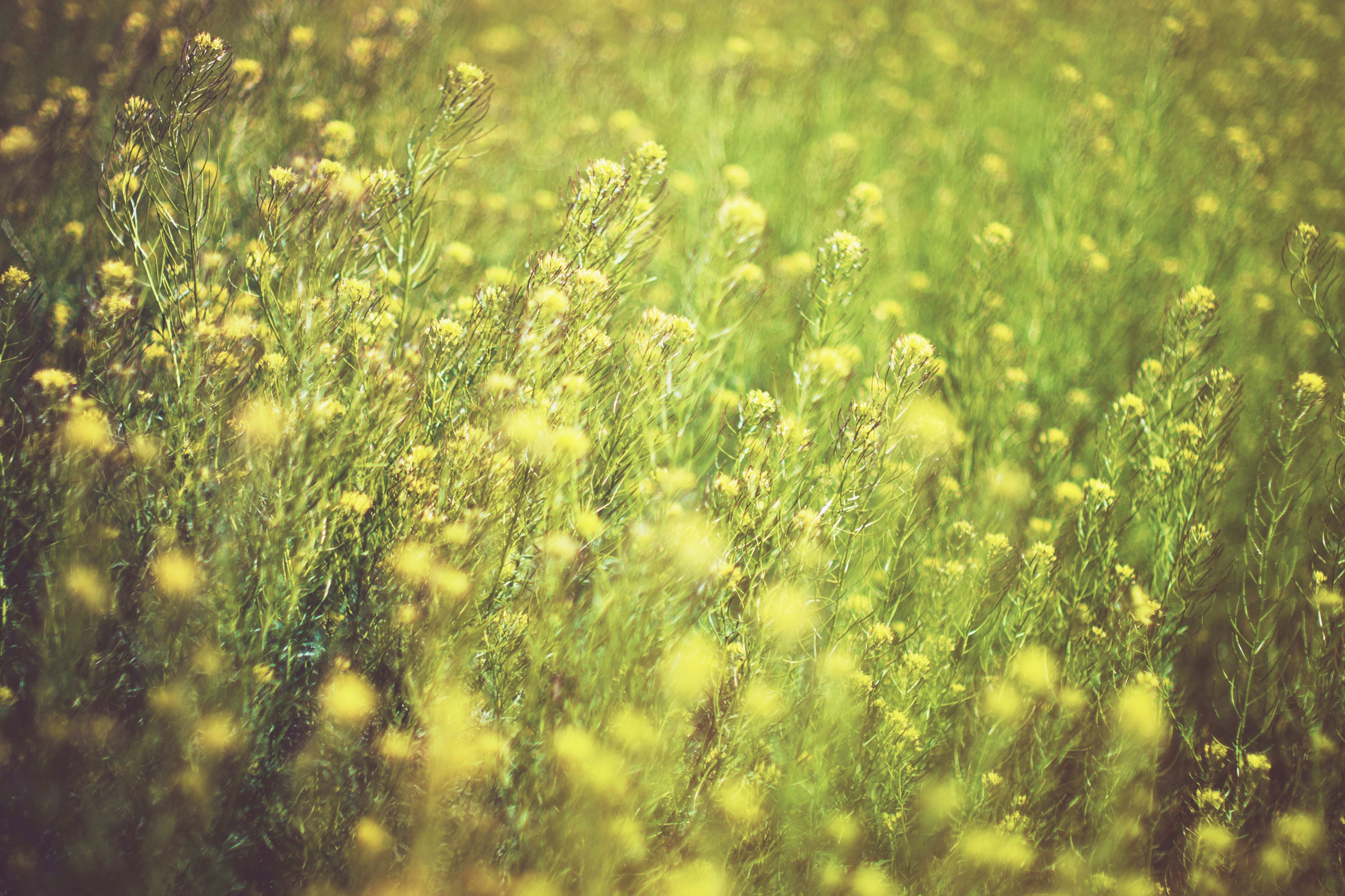 outdoors, blur, land, environment, garden, nature, grass, freshness, beauty in nature, backgrounds, plant, 8K, flowers, bright, green, meadow, growth, HD Wallpaper