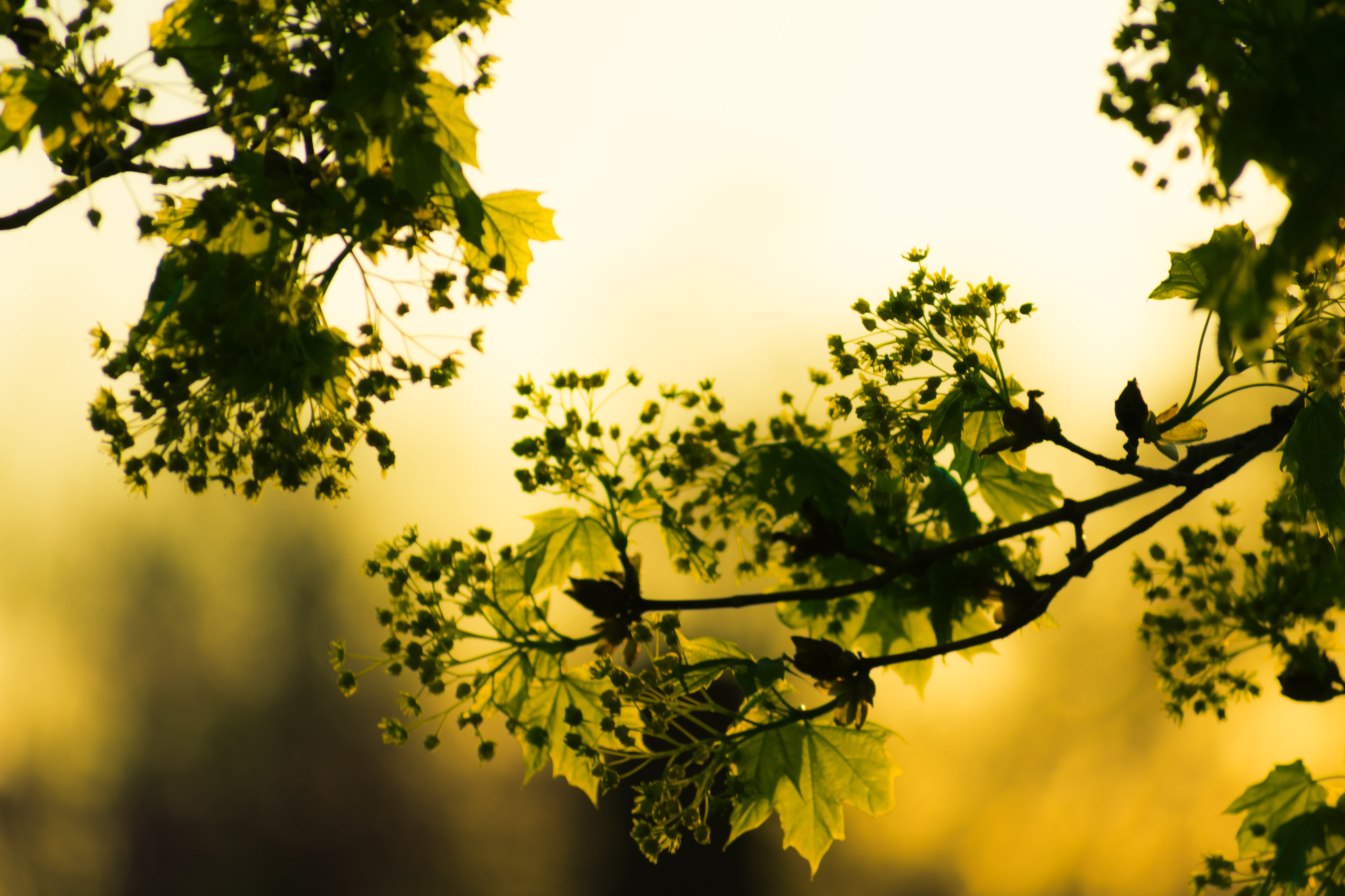 sunset, beautiful, scenics - nature, landscape, outdoors, plant, afternoon, flora, beauty in nature, fall, no people, sky, garden, wood, 5K, leaves, greenery, HD Wallpaper