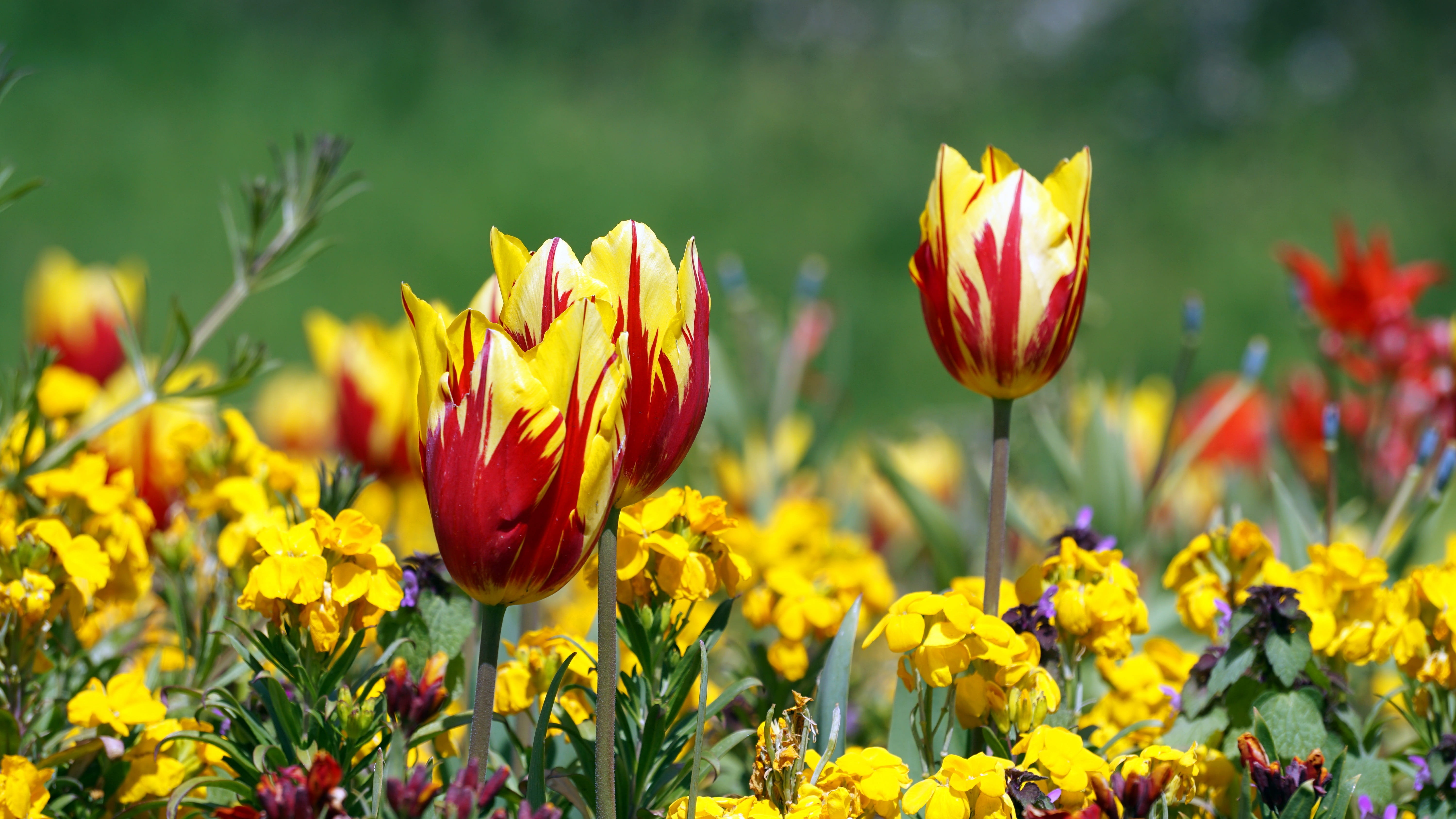 growth, day, flowerbed, field, Flower, Garden, beauty In Nature, blossom, flowering plant, fragility, colorful, blooming, land, springtime, multi Colored, HD Wallpaper