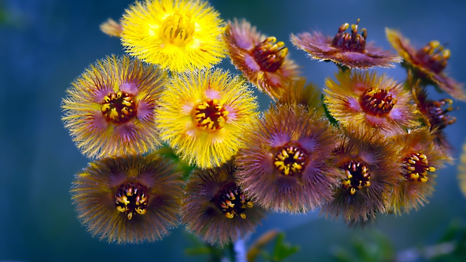 floral, focus on foreground, pollen, petal, close, inflorescence, bright, beauty in nature, sun, flora, flowering plant, life, plant, selective focus, summer, HD Wallpaper