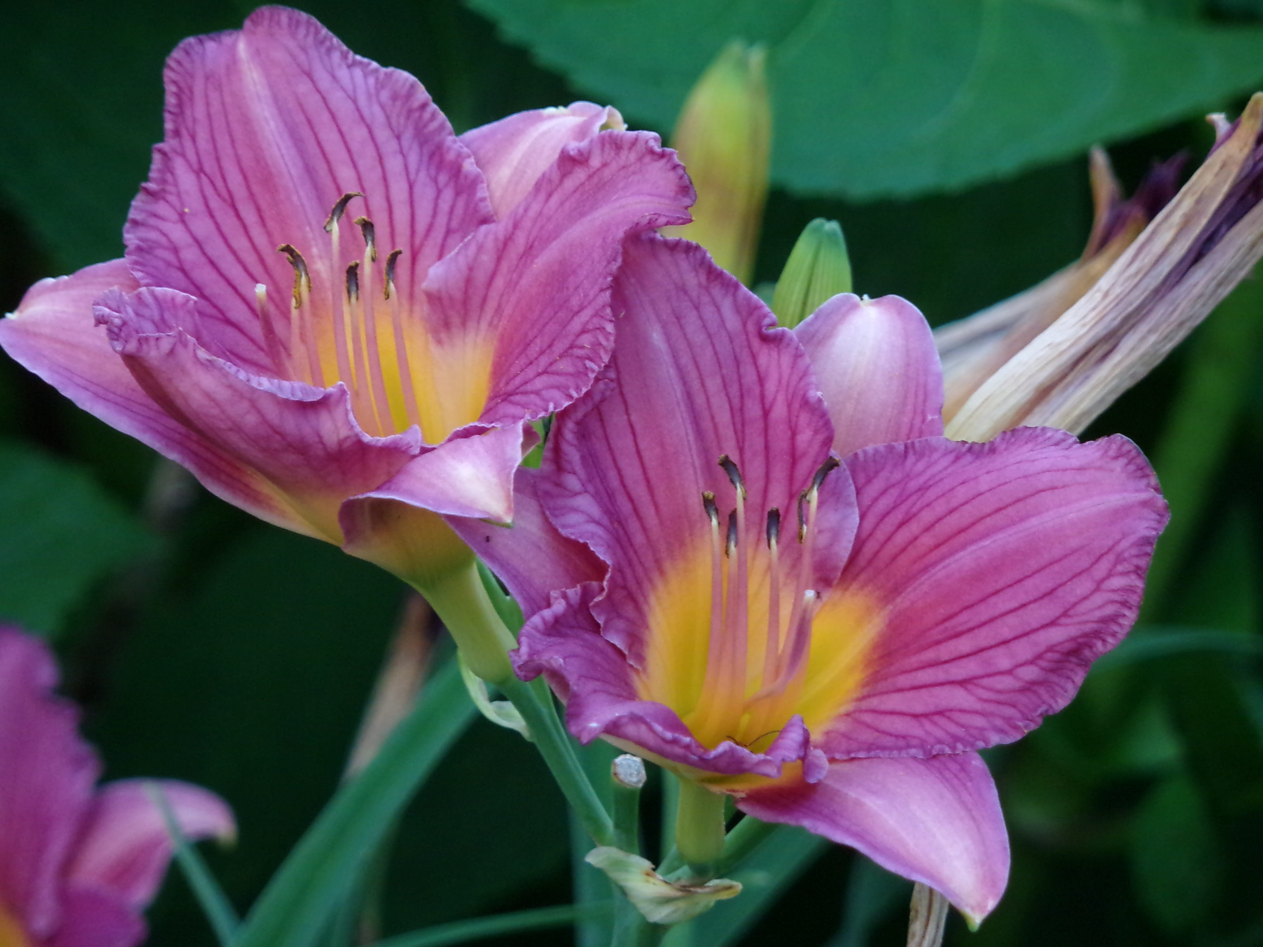 sunlight, summer, outdoors, flowering plant, season, springtime, single, Pollen, flower head, Day Lily, spring, colorful, day, stamen, Nature, pink color, HD Wallpaper