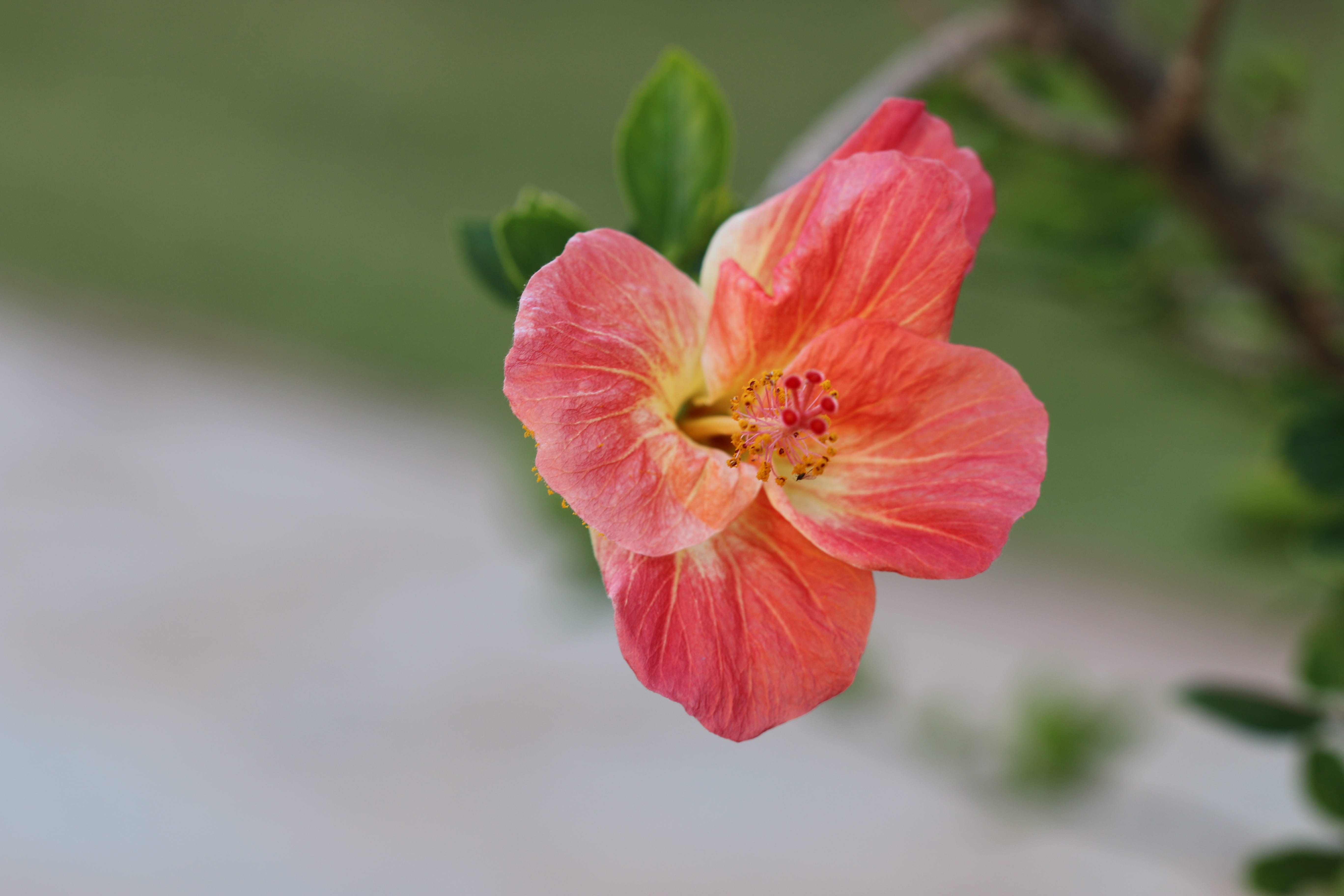 summer, vulnerability, growth, red, Flower, hibiscus, freshness, flower Head, no people, fragility, flowering plant, stamen, Nature, springtime, petal, HD Wallpaper