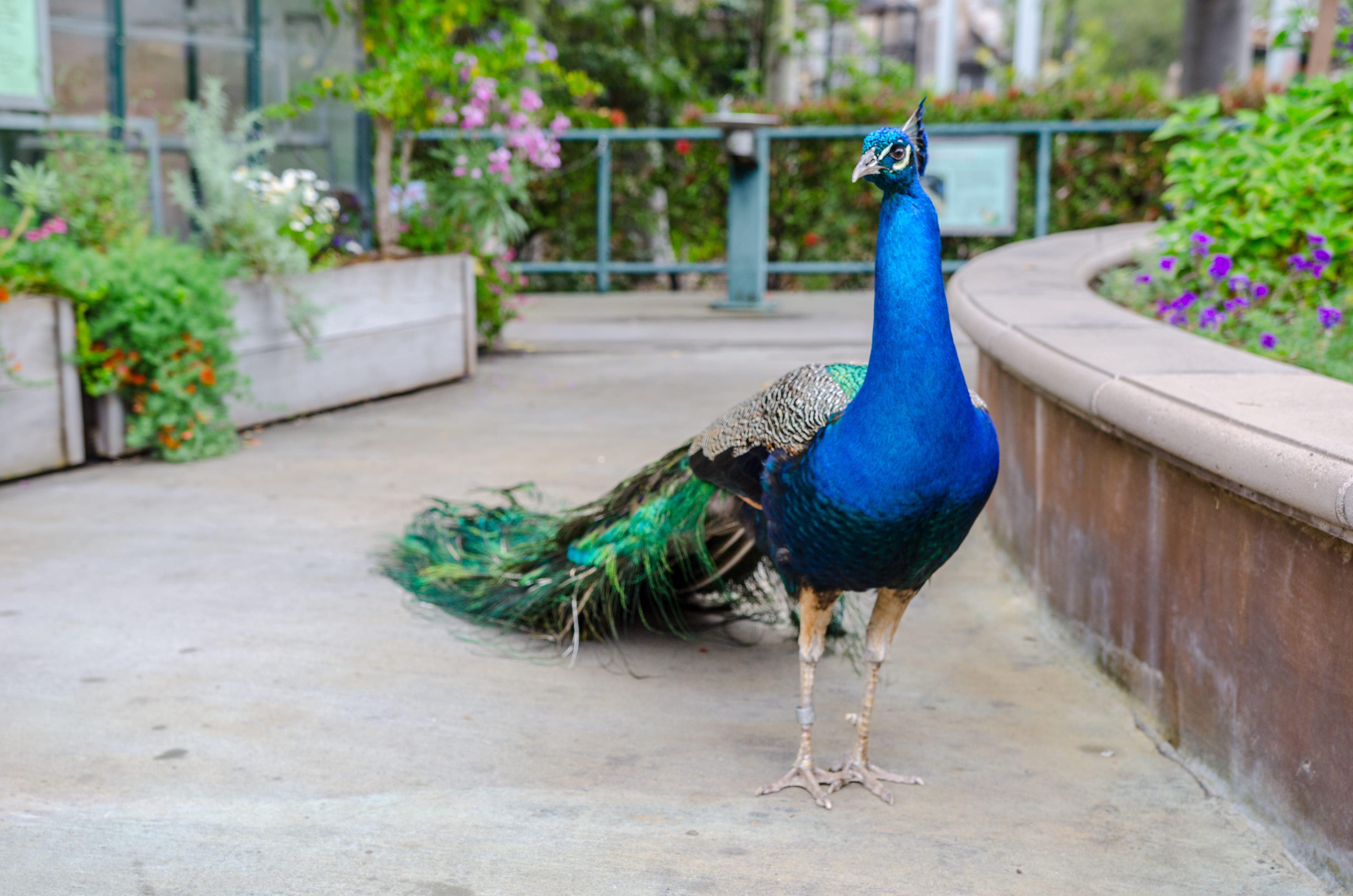 male animal, outdoors, focus on foreground, balboa park, one animal, peacock, vertebrate, blue, zoo, animal themes, no people, animal wildlife, animals in the wild, HD Wallpaper