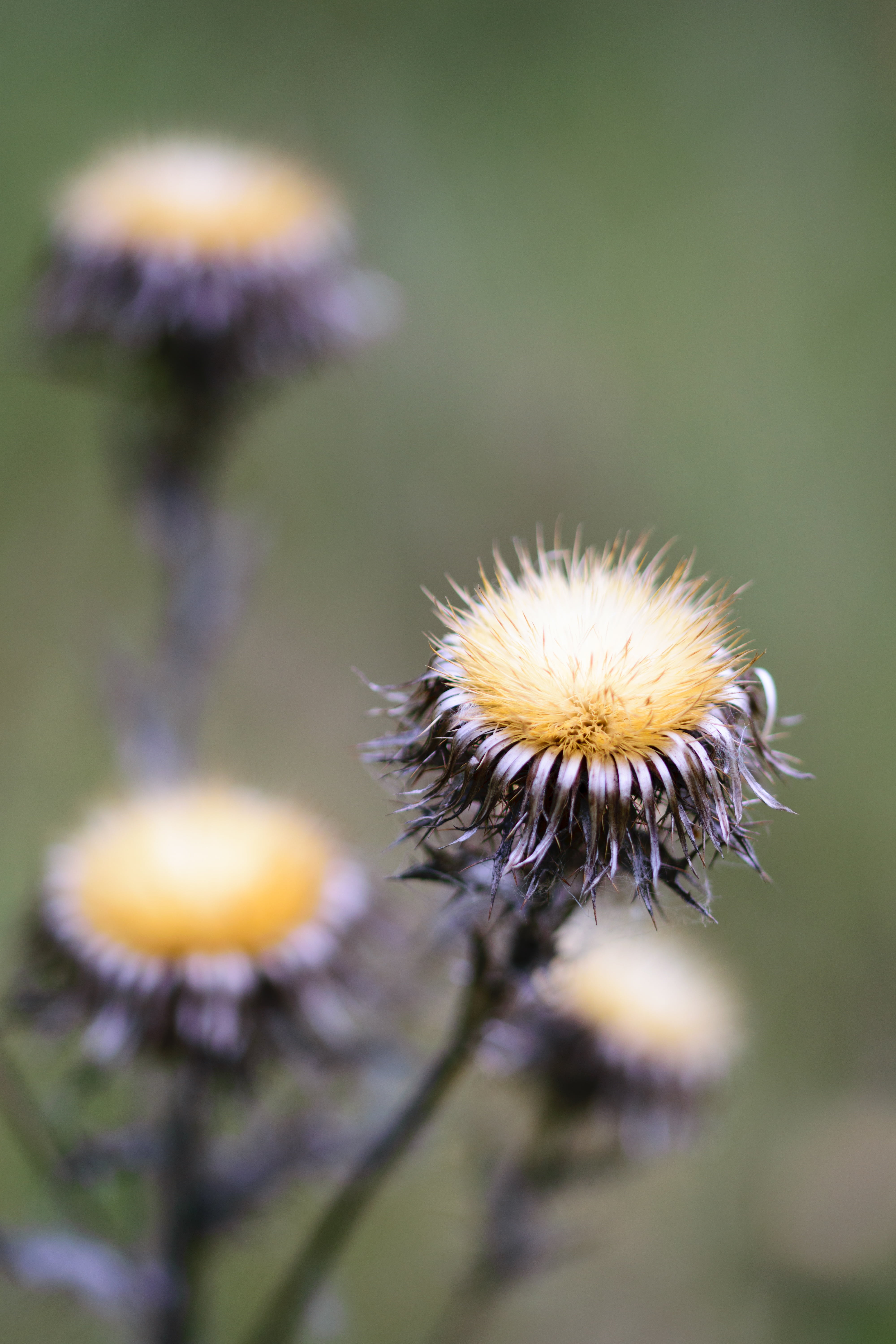 closeup, environment, thistle, flower head, nature, bee, garden, flower, colorful, park, selective focus, season, floral, sunlight, dandelion, scenic, vulnerability, Phone HD Wallpaper