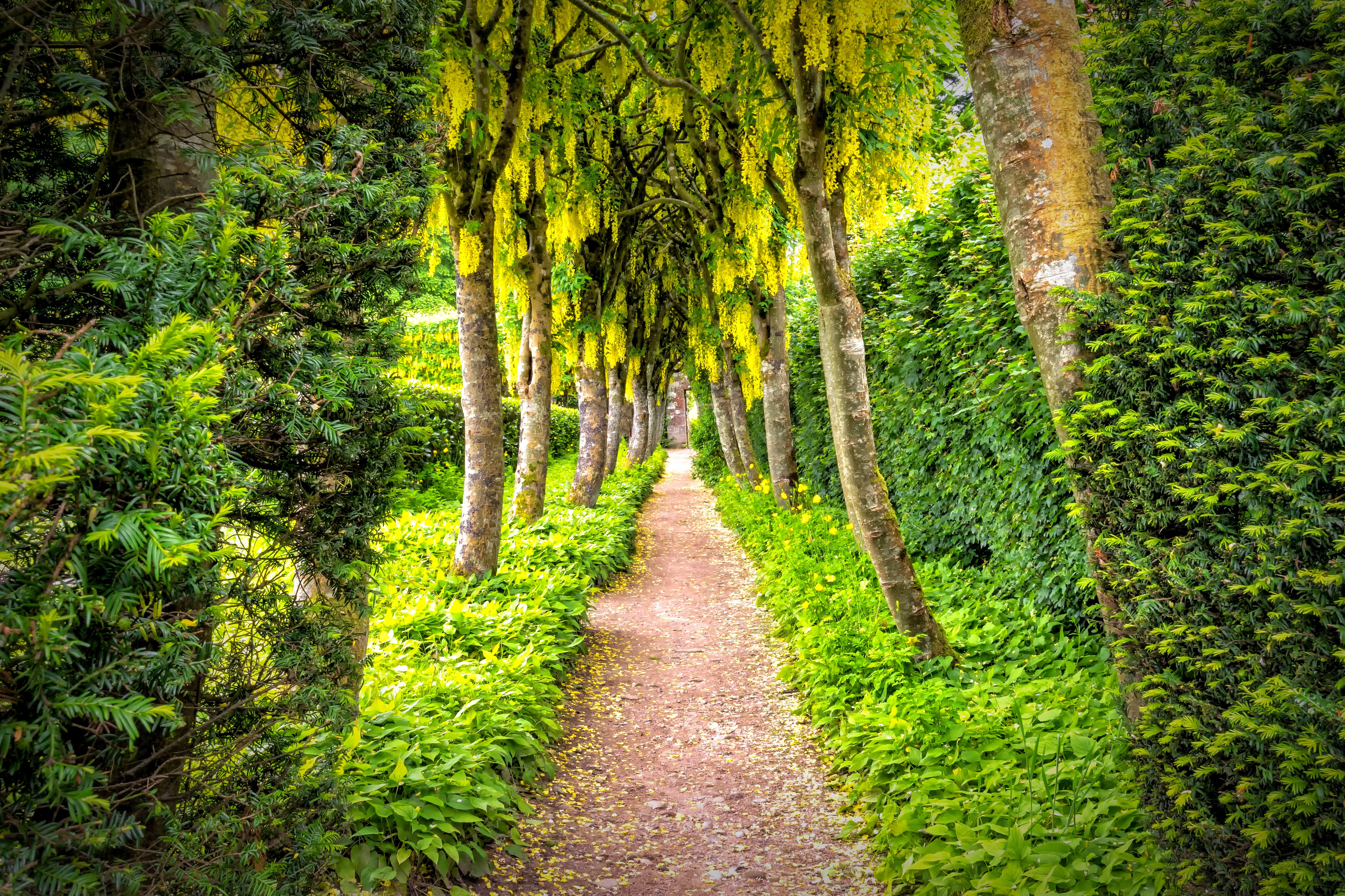 forest, rest, brown, recovery, treelined, path, romantic, tranquil scene, land, trail, artwork, garden, tree, tree canopy, scenics - nature, footpath, 5K, HD Wallpaper