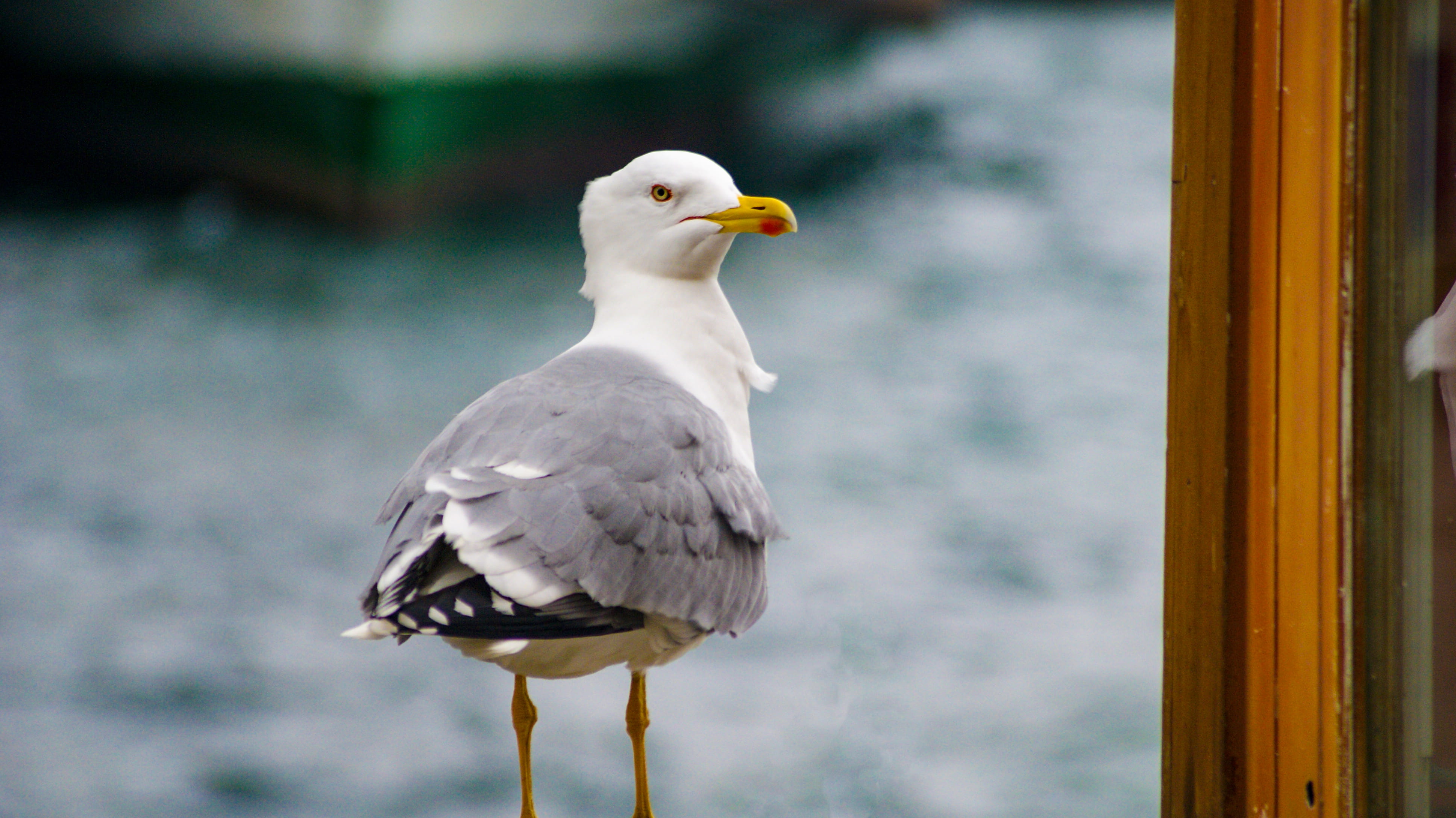 flight, seagull, close-up, perching, animal body part, wildlife, wild, water, beaked, bird, window, animals in the wild, 4K, gray, animal, full length, HD Wallpaper