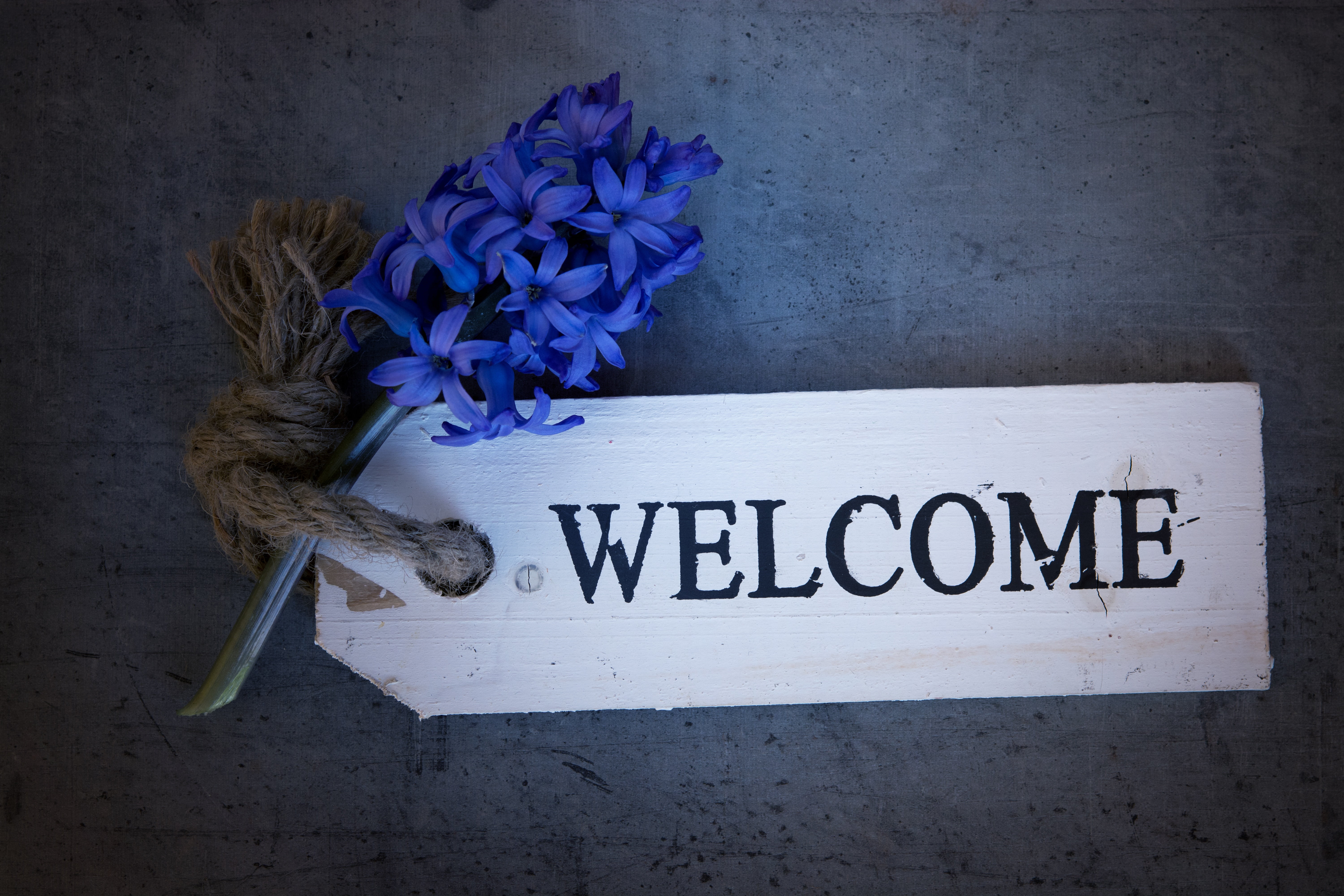 information, blue flower, freshness, flowering plant, flower arrangement, hyacinth, decor, communication, flower, fragility, text, white sign, block letters, HD Wallpaper