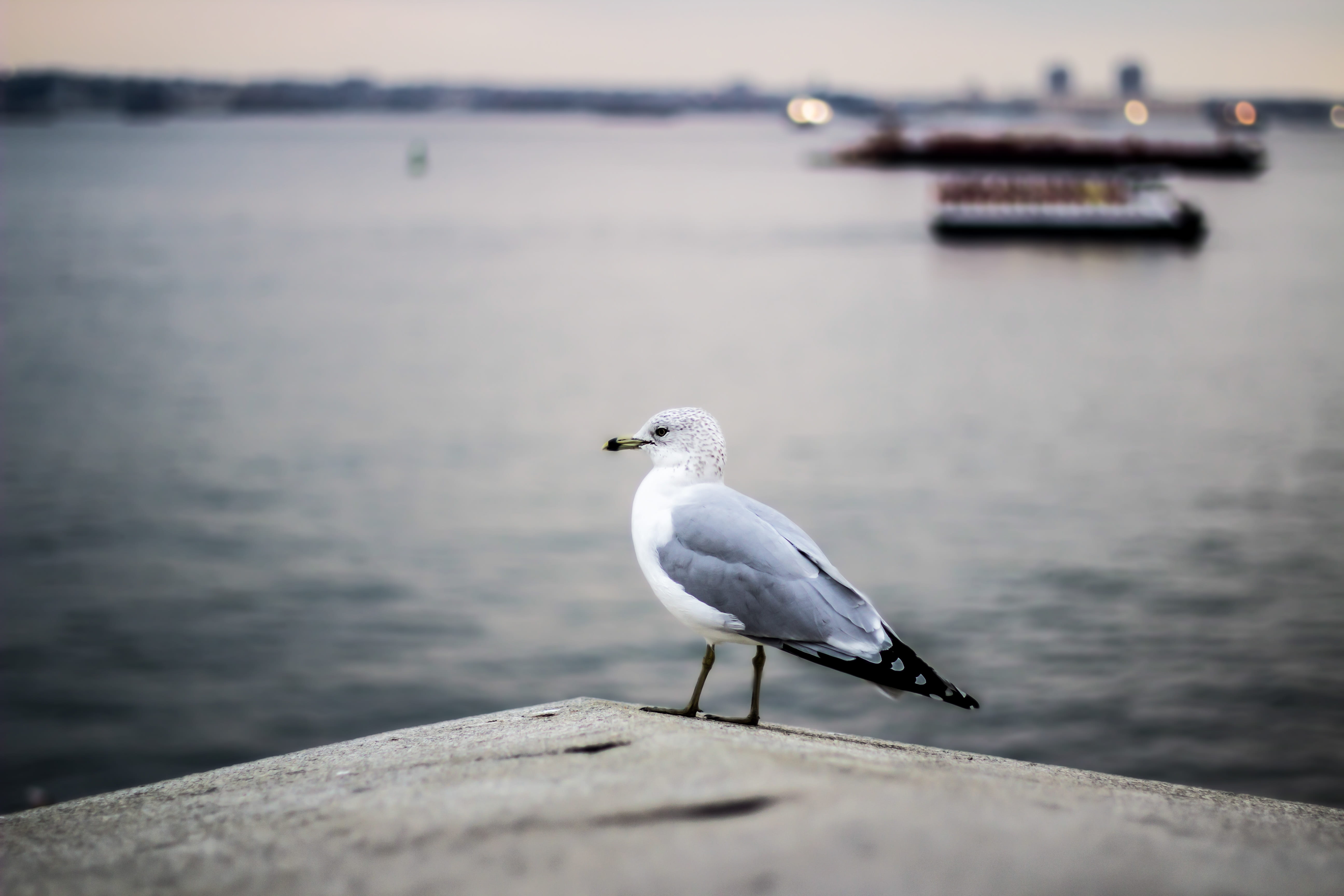seagull, nautical vessel, white, 5K, animal wildlife, beautiful, statue of liberty national monument, focus, birds, pavement, bird, focus on foreground, HD Wallpaper