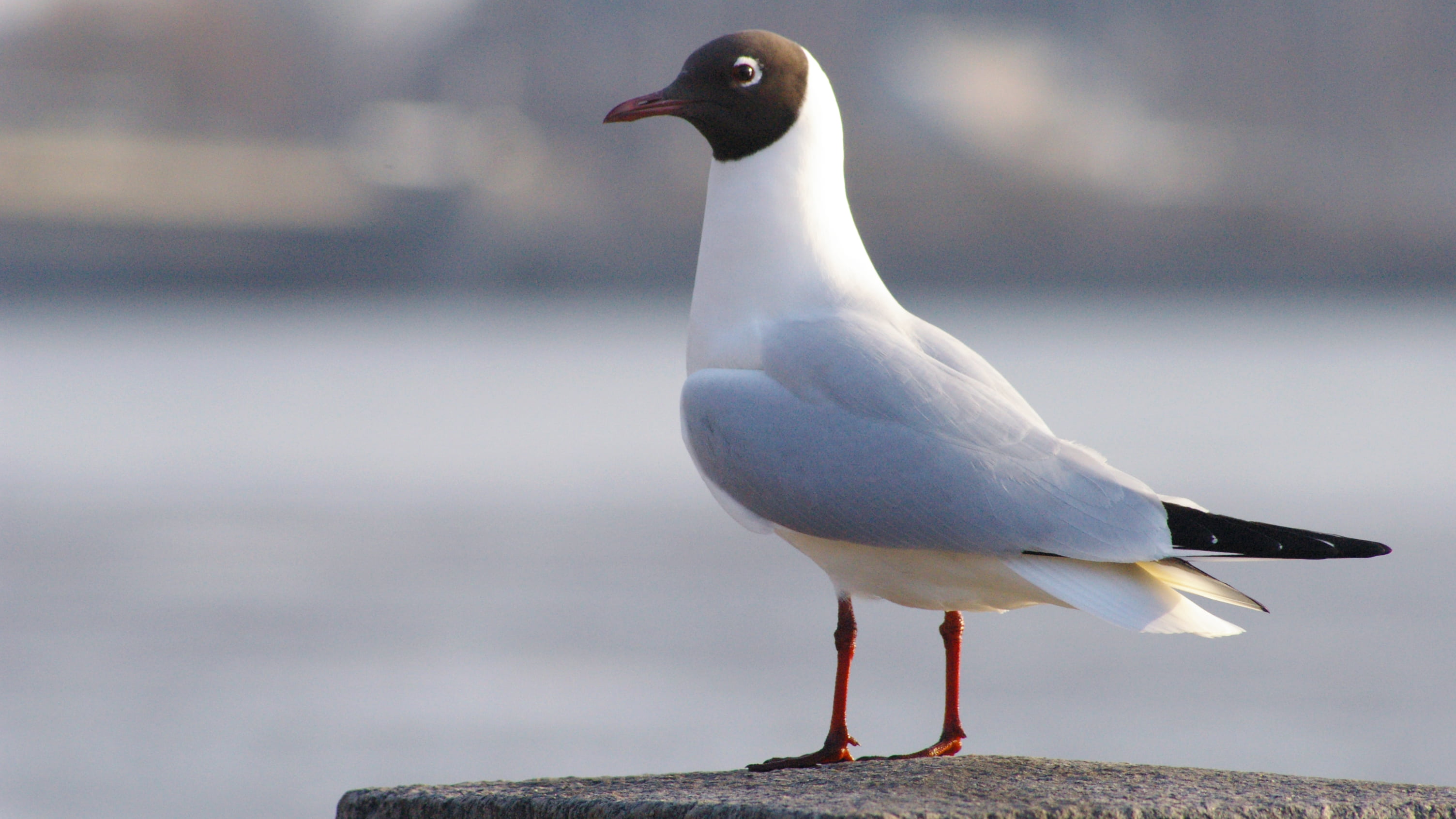 animal wildlife, profile view, gray, no people, day, white color, seagull, post, focus, side view, concrete, 2K, outdoors, scenery, vertebrate, close-up, HD Wallpaper