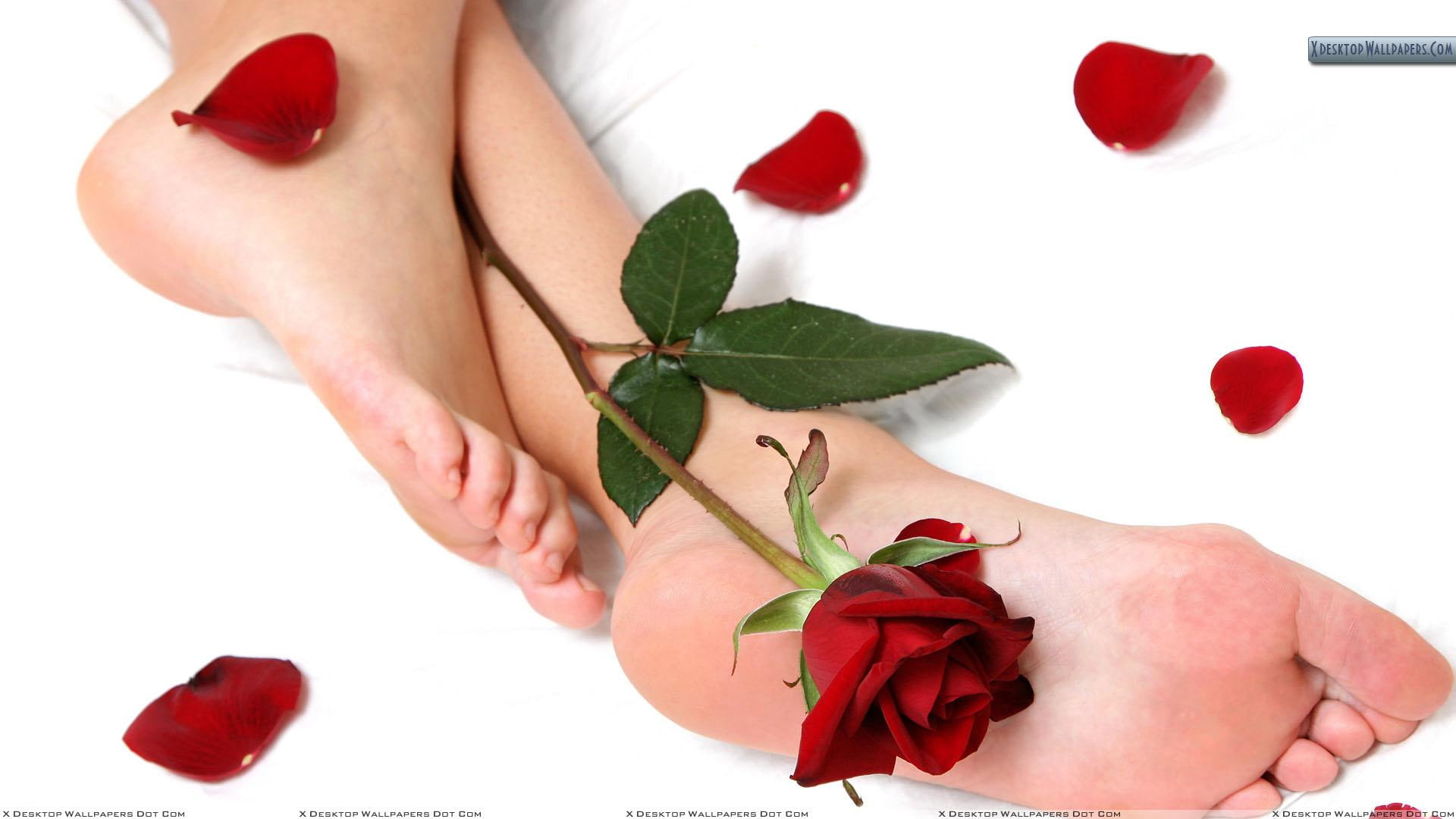 lovely, amp, petals, 3d and abstract, rose, 1080P, feet, HD Wallpaper