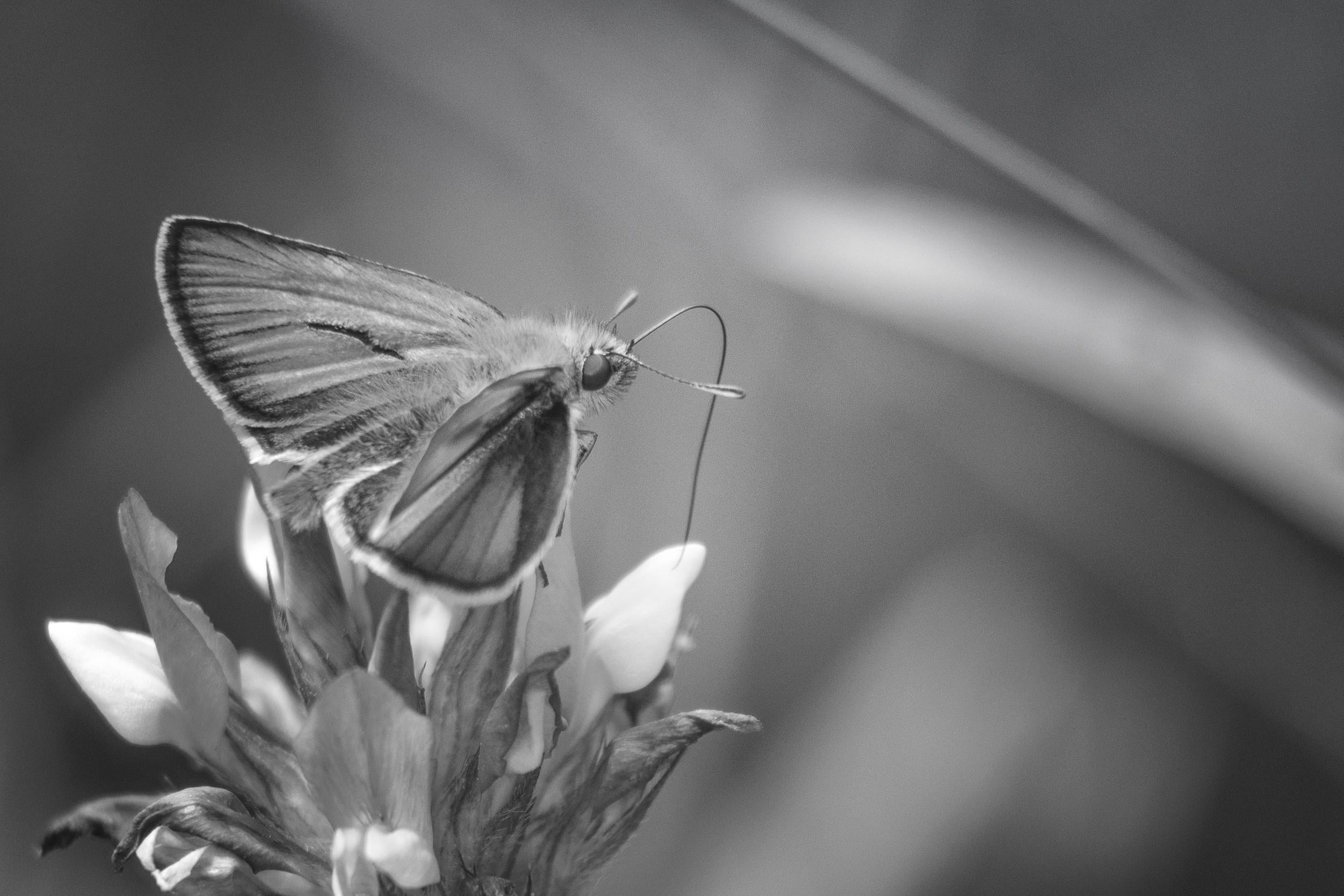 nikon  D750, grayscale, tels, macro, animal Wing, blossom, yann, insect, des, nature, photography, mm, 1080P, flower, nikkor, Sans, pensées, close-up, HD Wallpaper