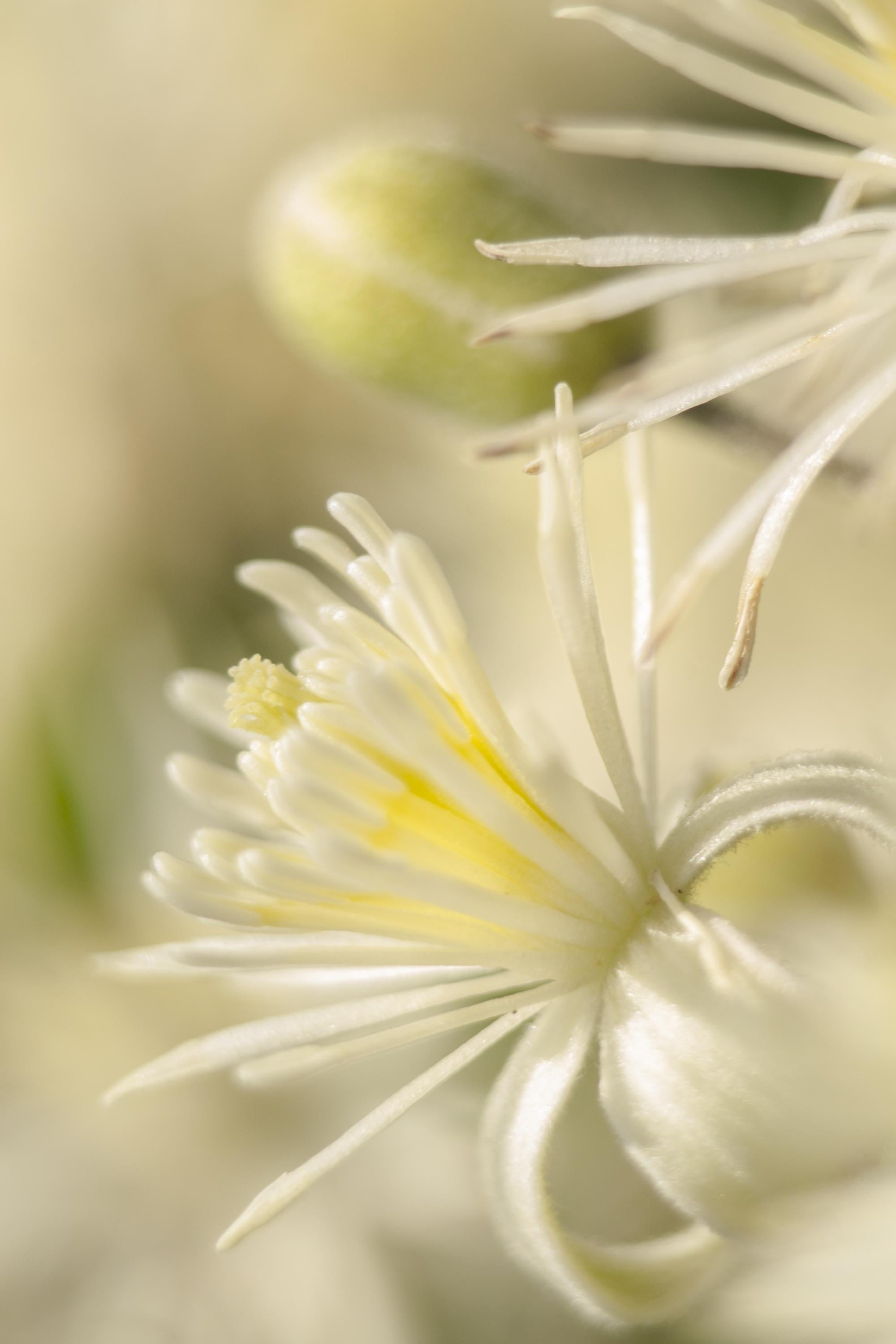 petaled, soft, 2K, serene, flower Head, être, quiet, light, softness, blossom, bloom, close-up, Nikon D750, perfume, happiness, nature, petal, plant, passion, Phone HD Wallpaper