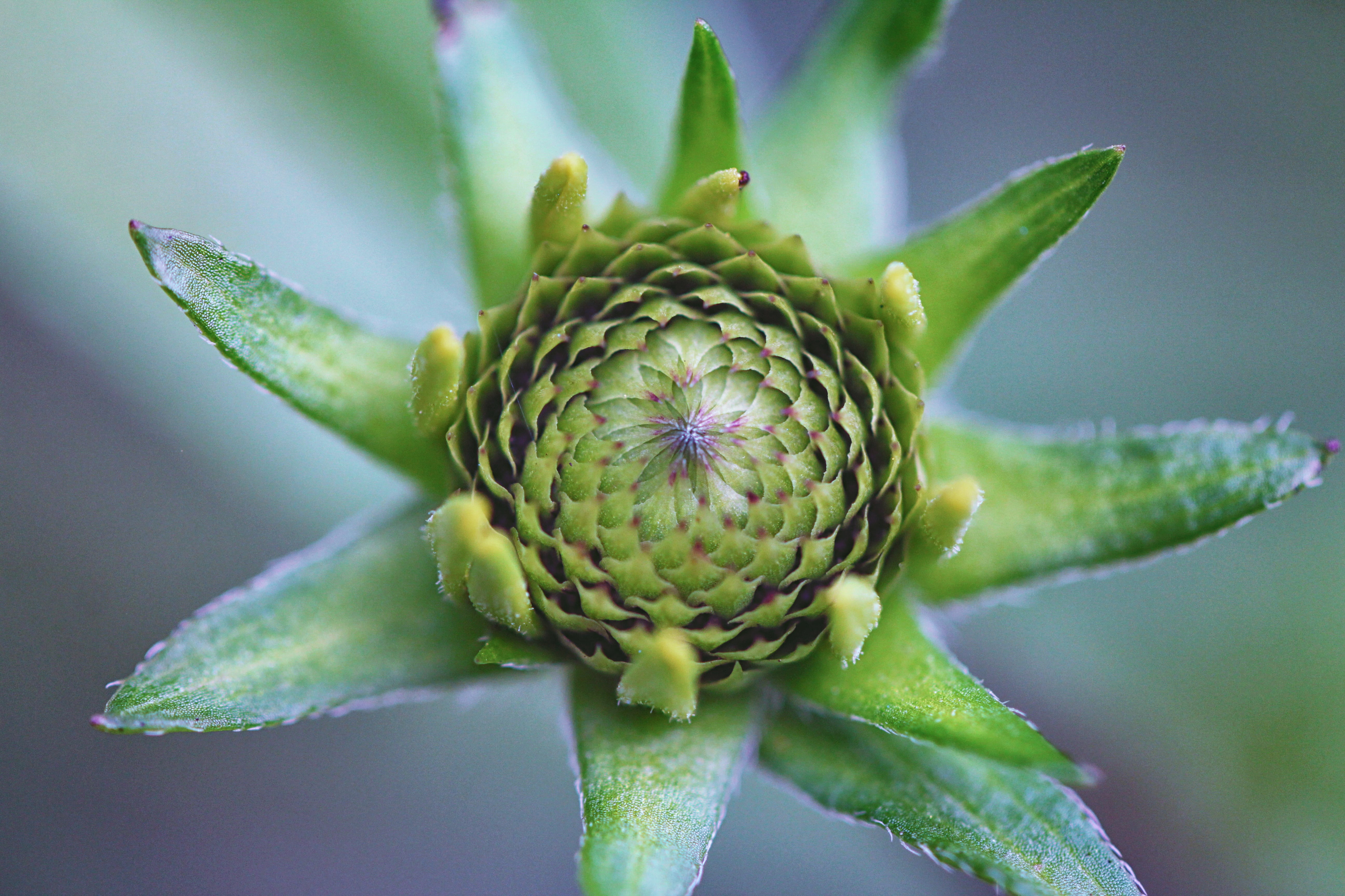 decor, ideas, holiday, plant part, food, natural, romantic, succulent, day, blue, photography, healthy eating, horizontal, design, thistle, 5K, decorative, HD Wallpaper