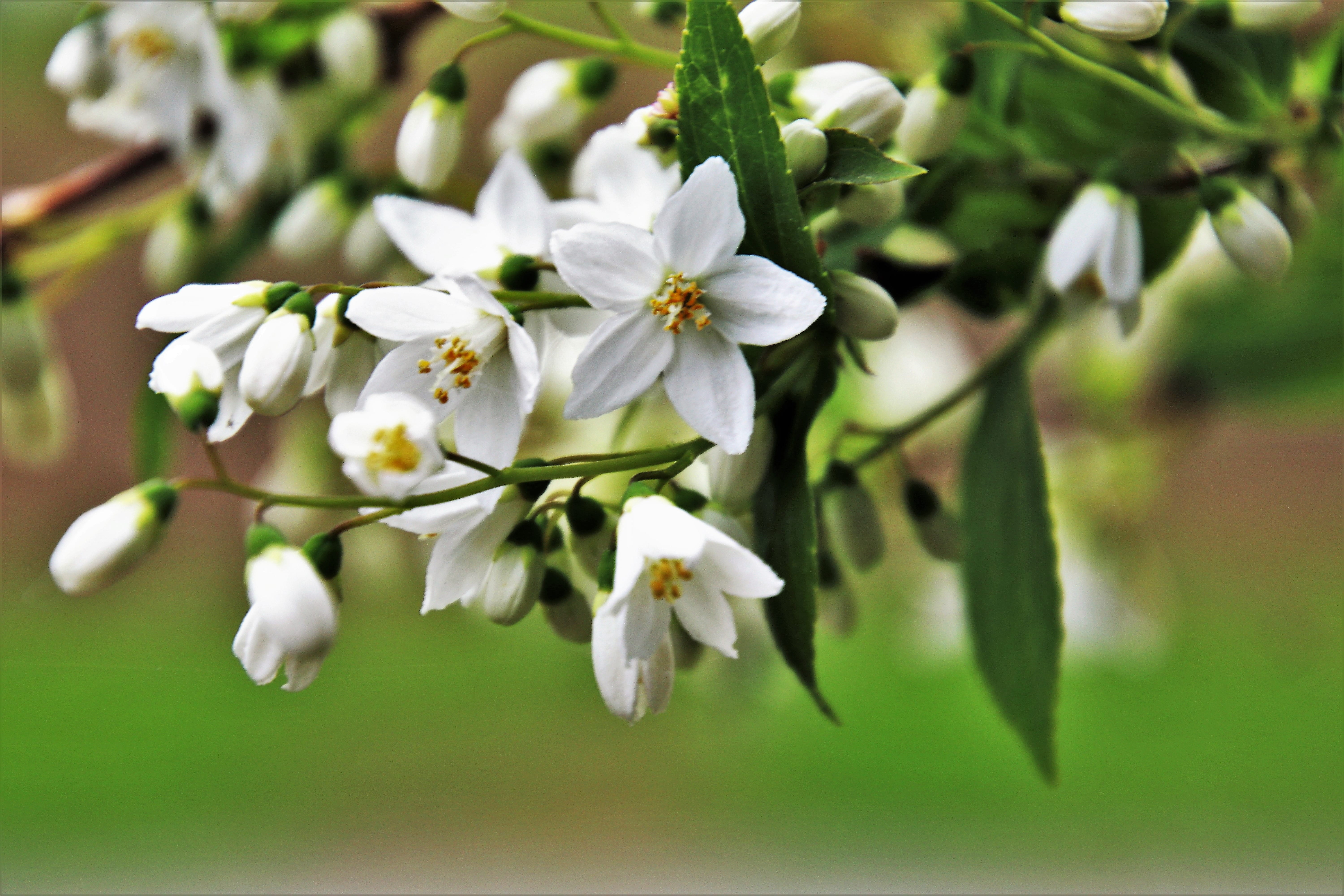 spring, pollen, flowers, flower, selective, focus, gardening, the environment, ornamental plants, foliage, plant, no people, springtime, petaled, petal, HD Wallpaper