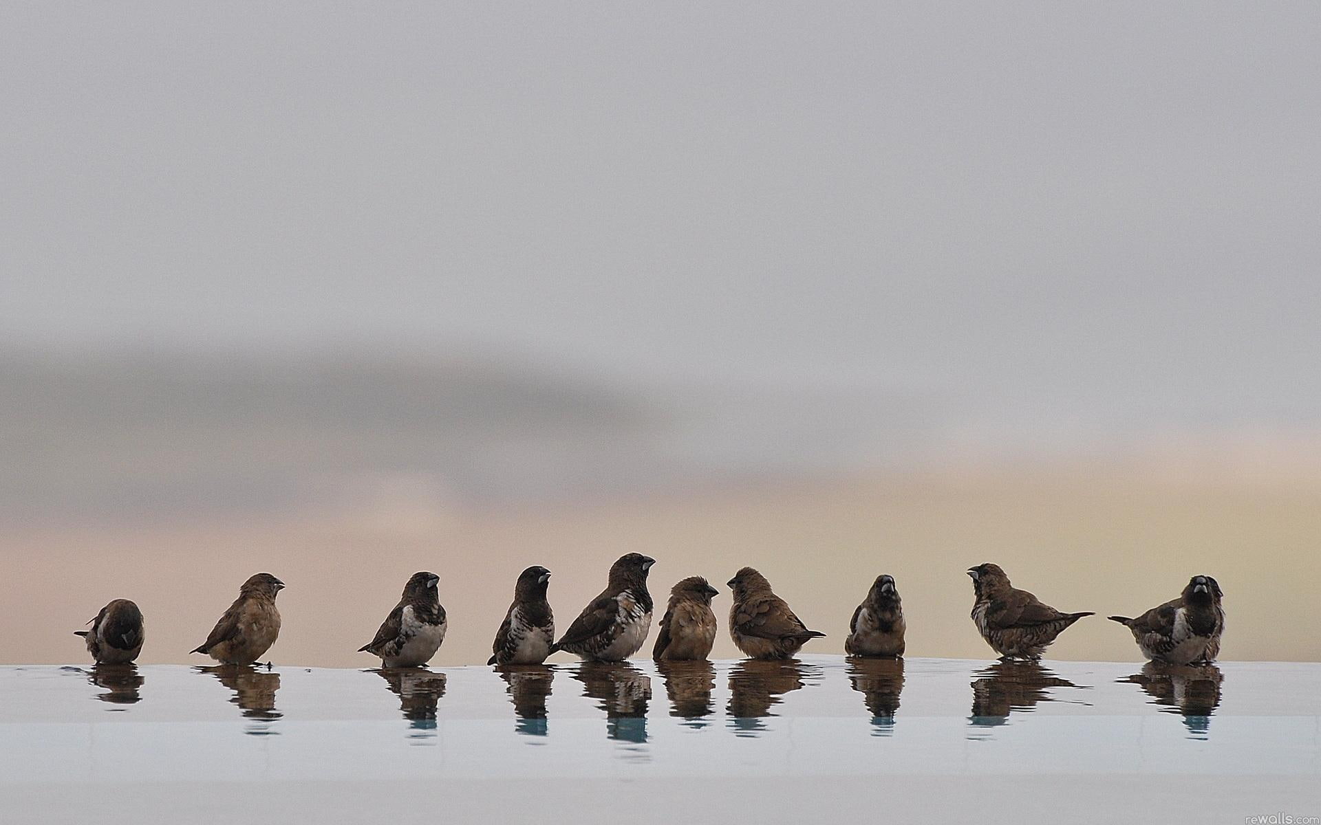 bath, sparrows, 1080P, bird, bathing, sparrow, water, animals, HD Wallpaper