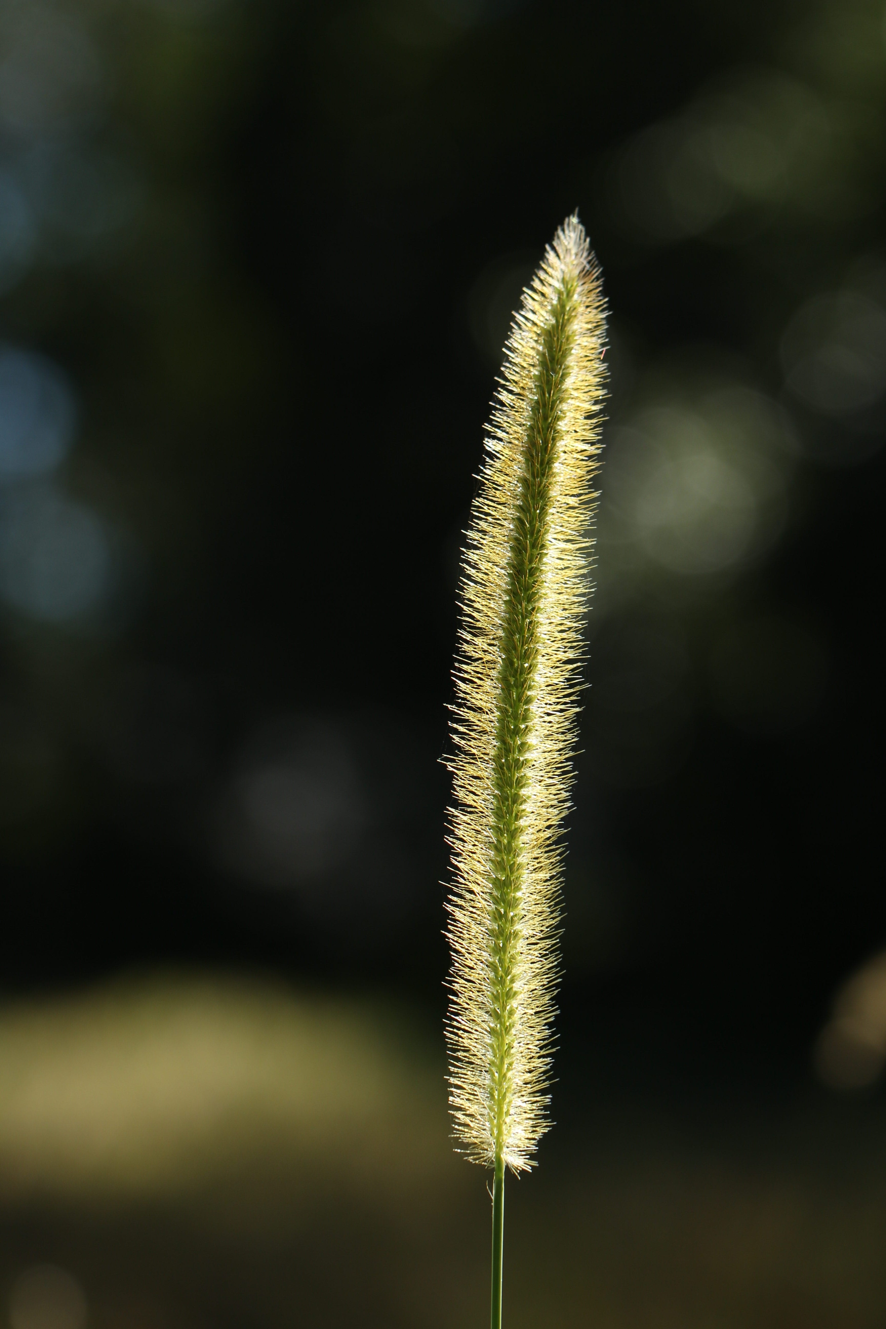 luck, pattern, march, color, horizontal, forest, flora, herbal, vulnerability, plant, stem, foliage, nobody, lawn, outdoor, focus on foreground, Phone HD Wallpaper